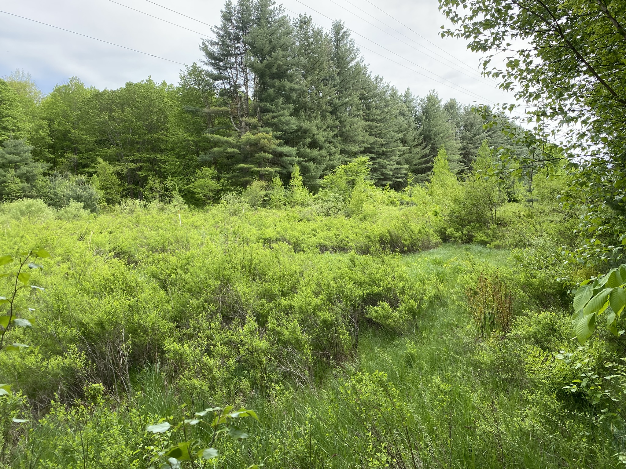Salmon River Country "Back 40"