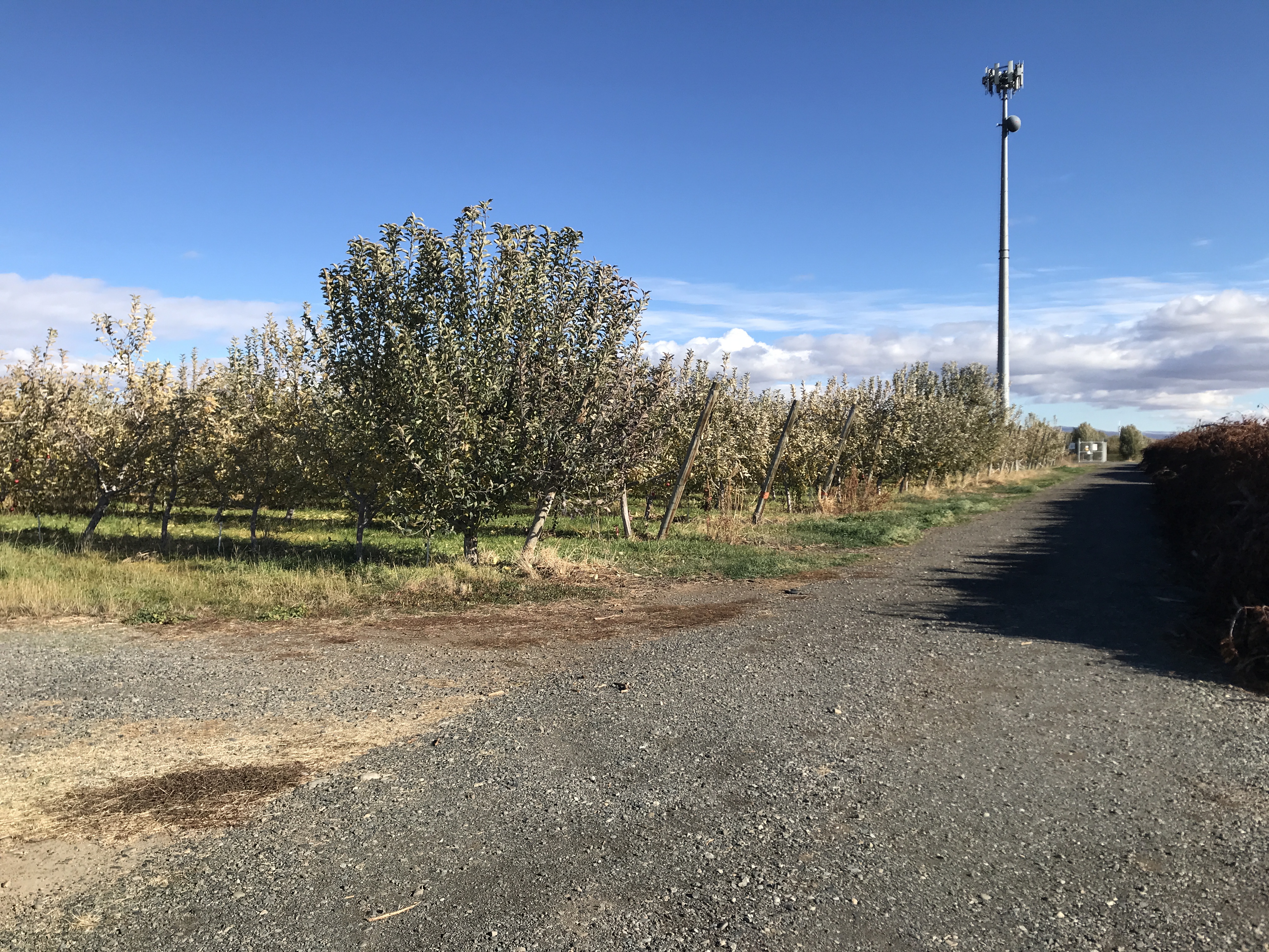 Apple Orchard w Equipment, House and Shops!