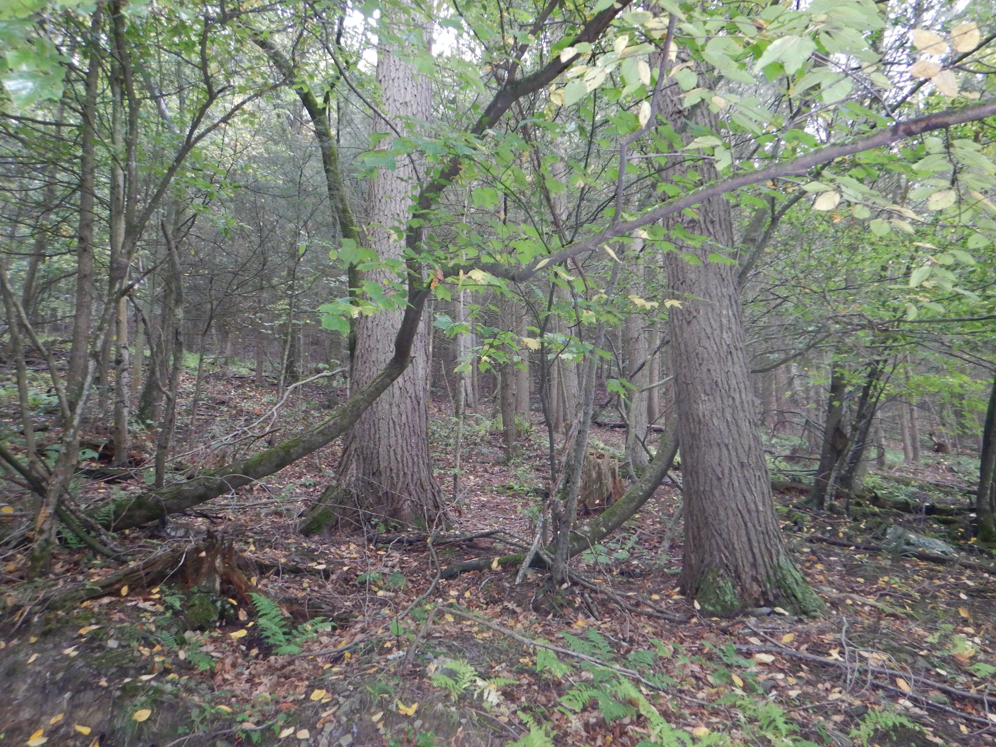 Listing Image 41