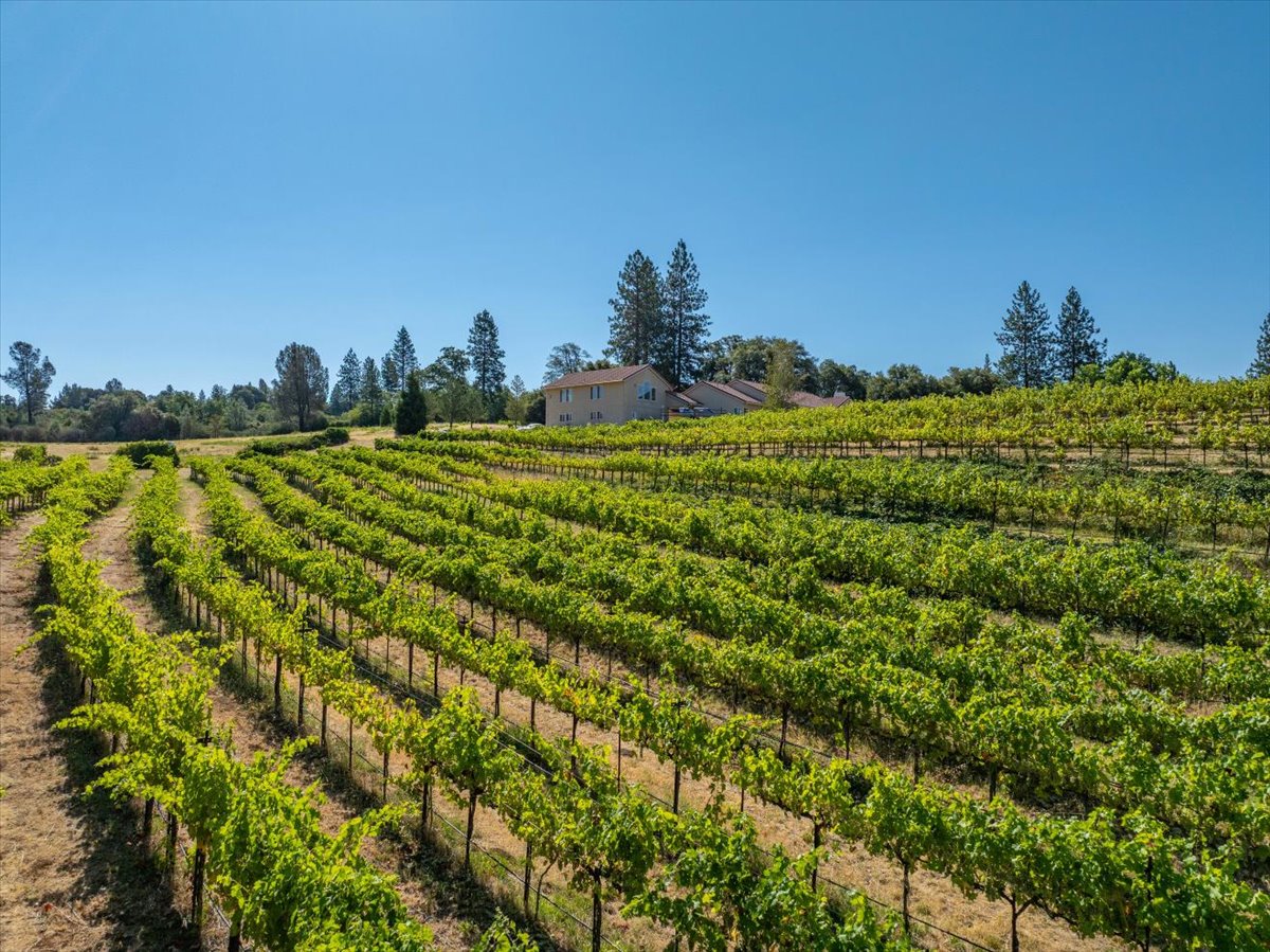 Alger Vineyards and More