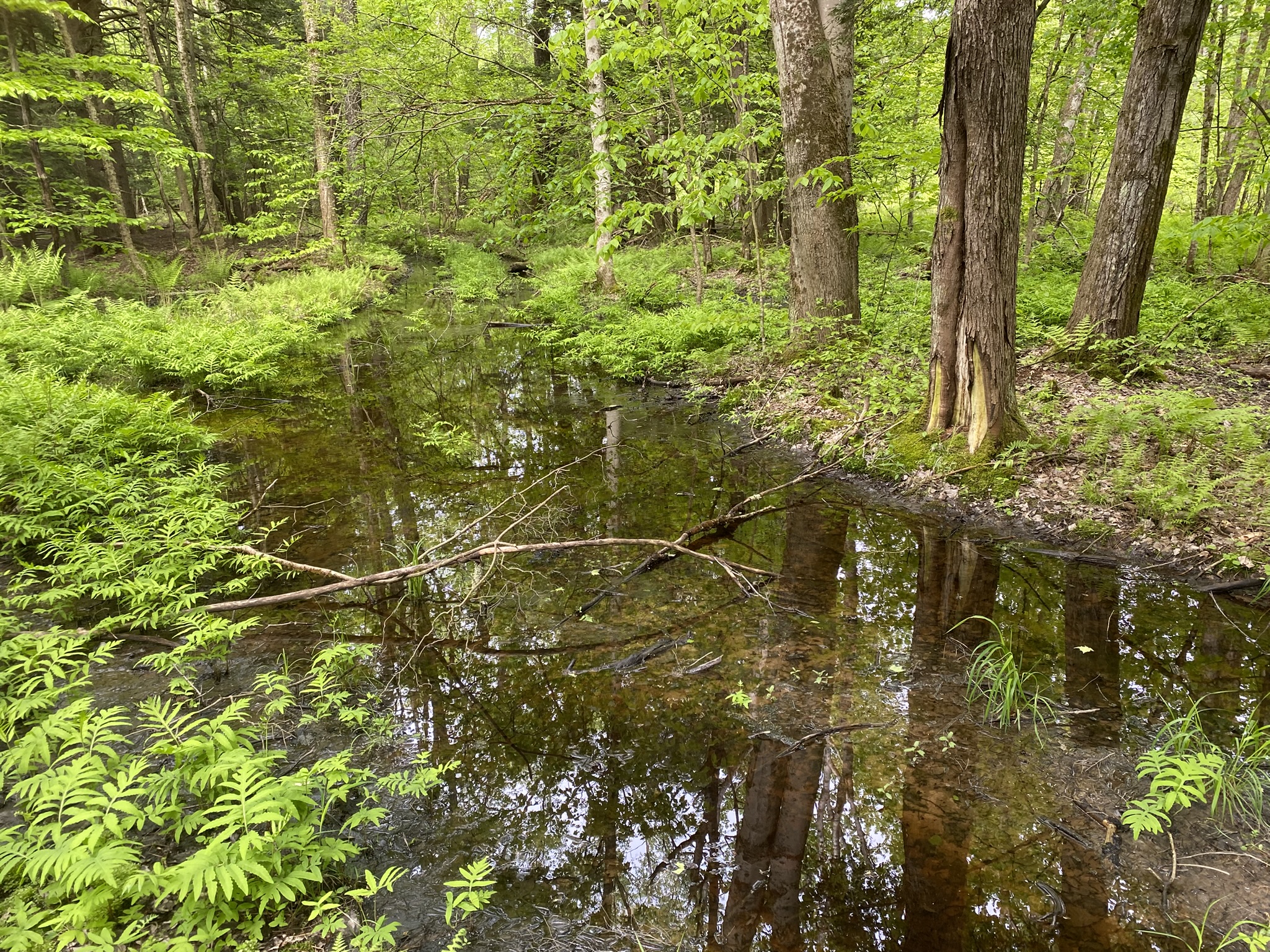 Salmon River Country "Back 40"