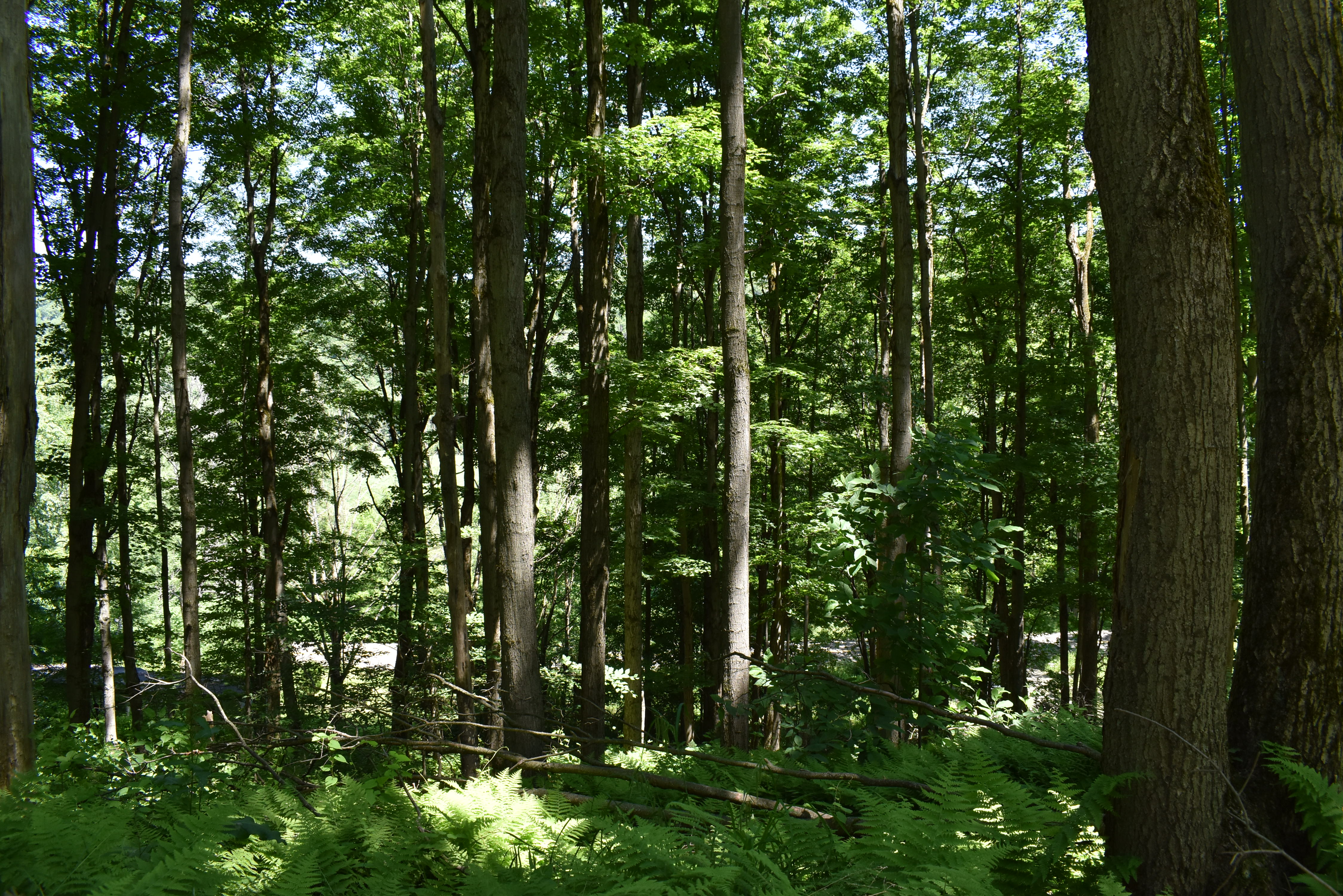 Fabulous Farrington Hollow
