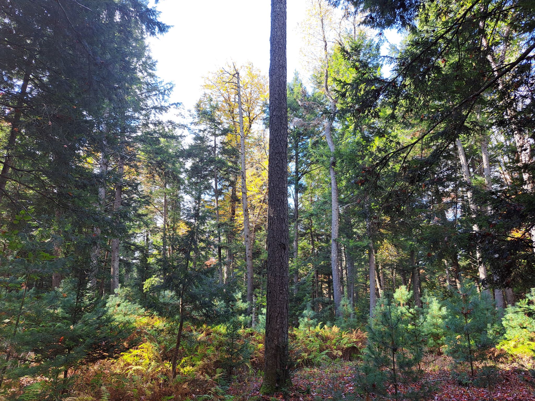 Listing Image 62