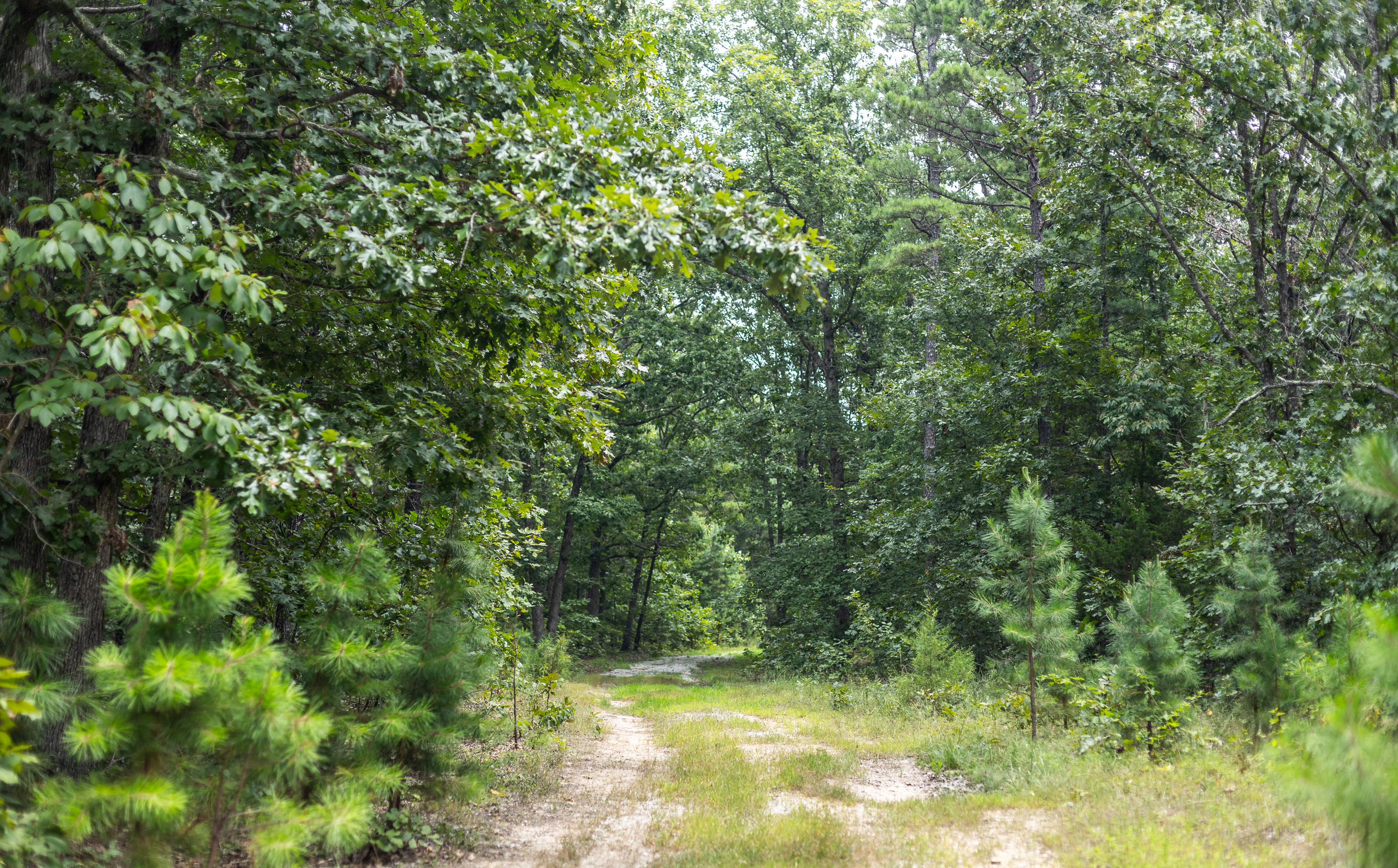 Black Bear Pines