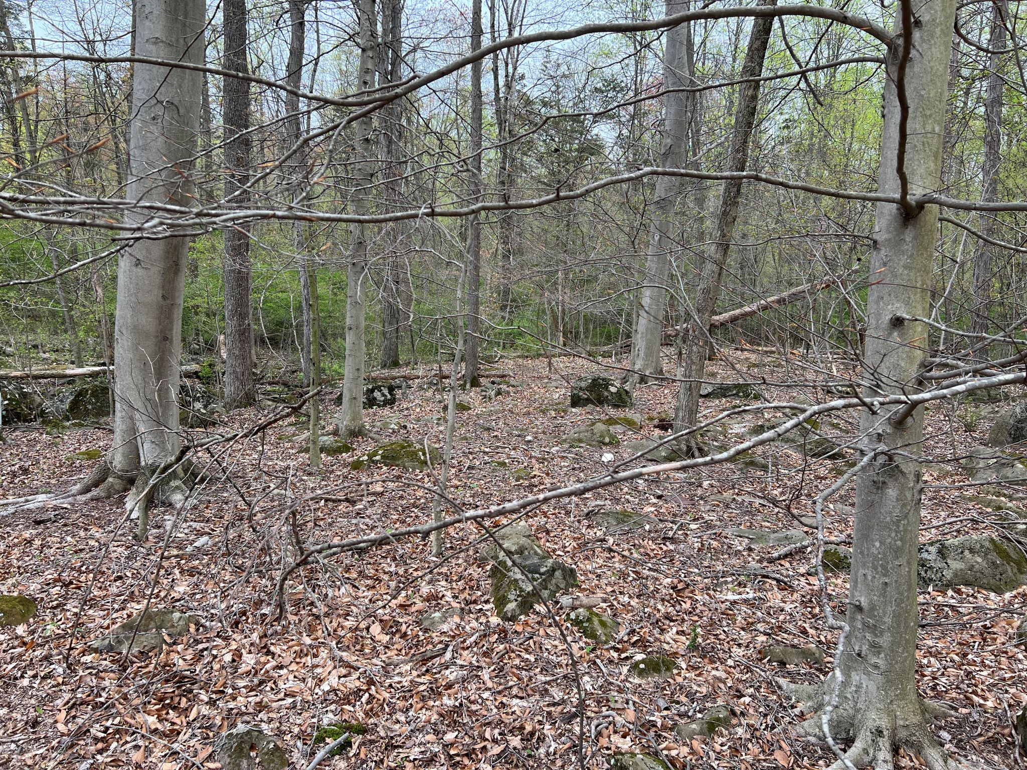 Etown Woodlands
