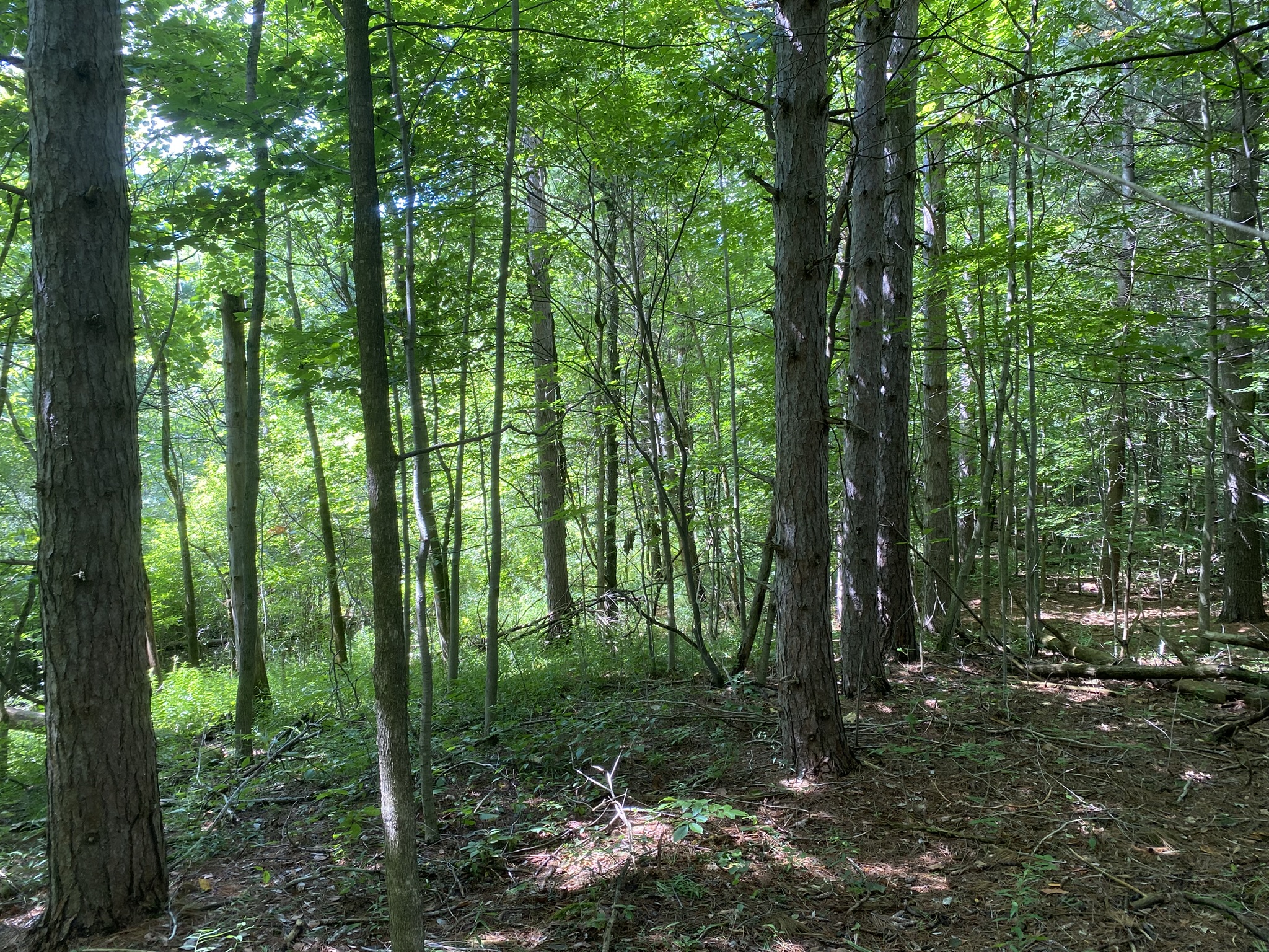 Listing Image 18