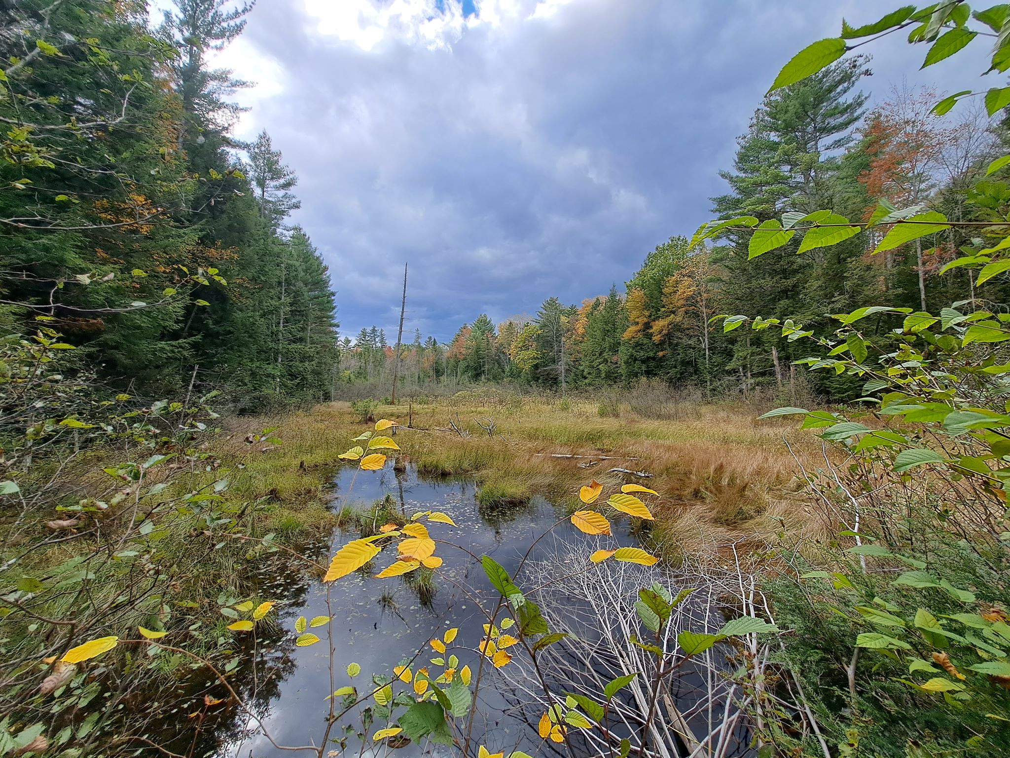 Hudson River Woods & Water