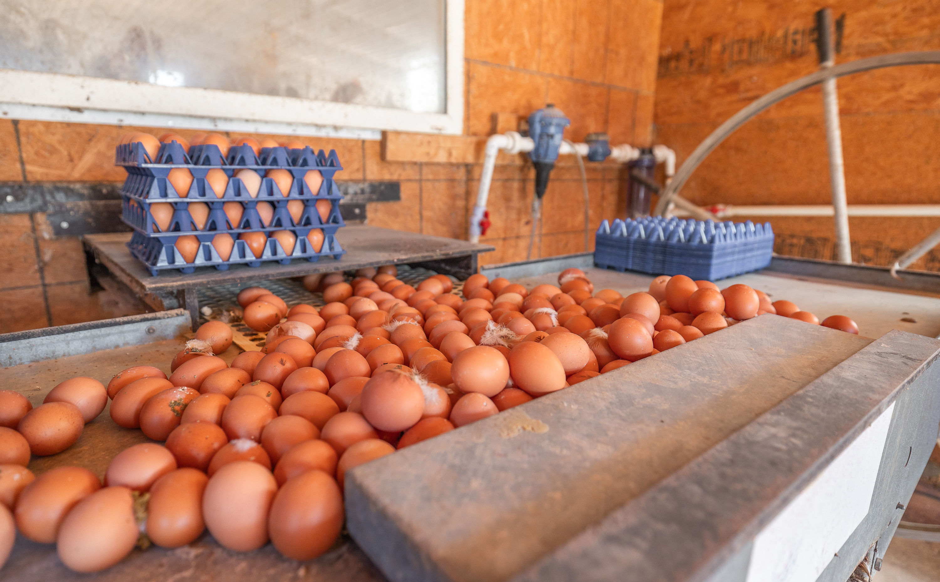 Cage Free Chicken Farm