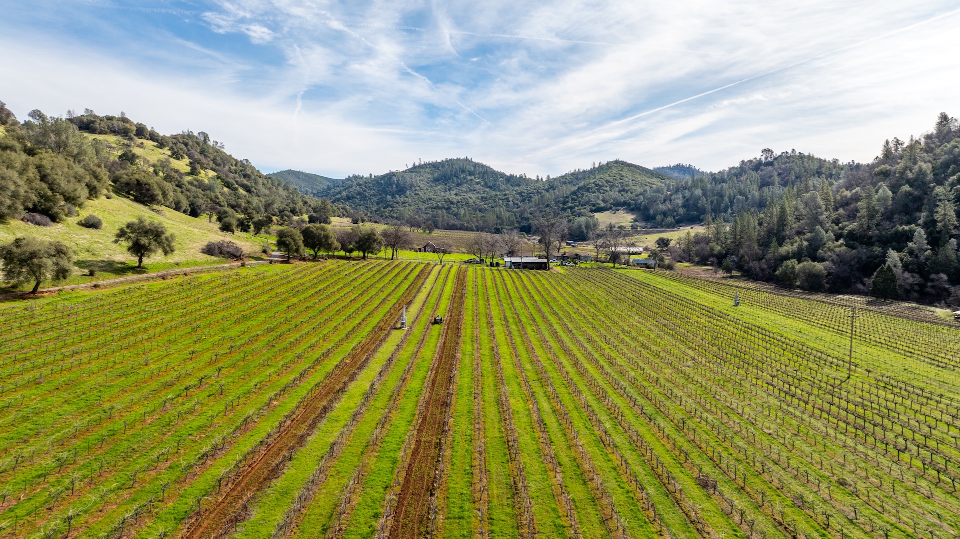 Chatom Vineyards