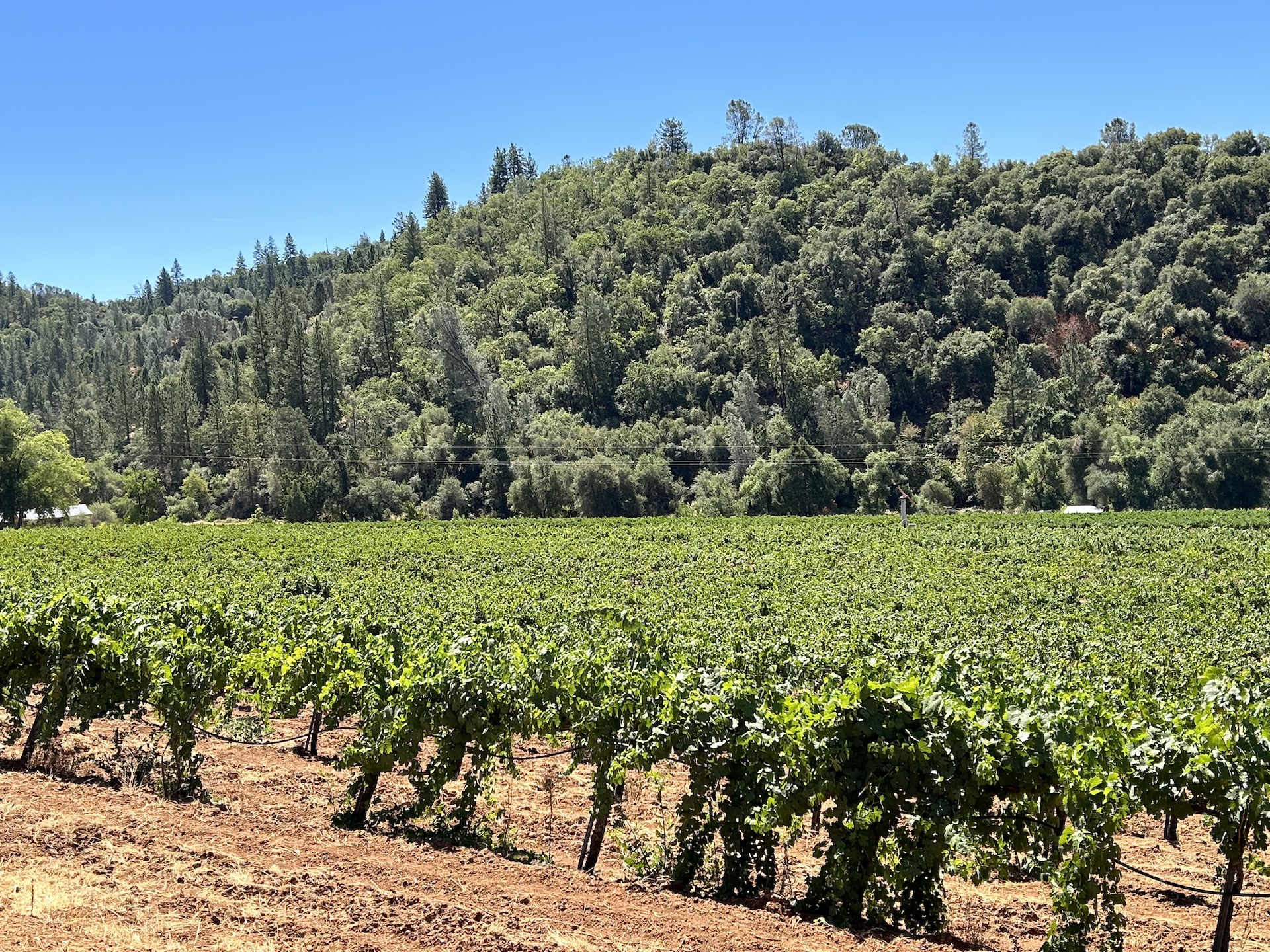 Chatom Vineyards