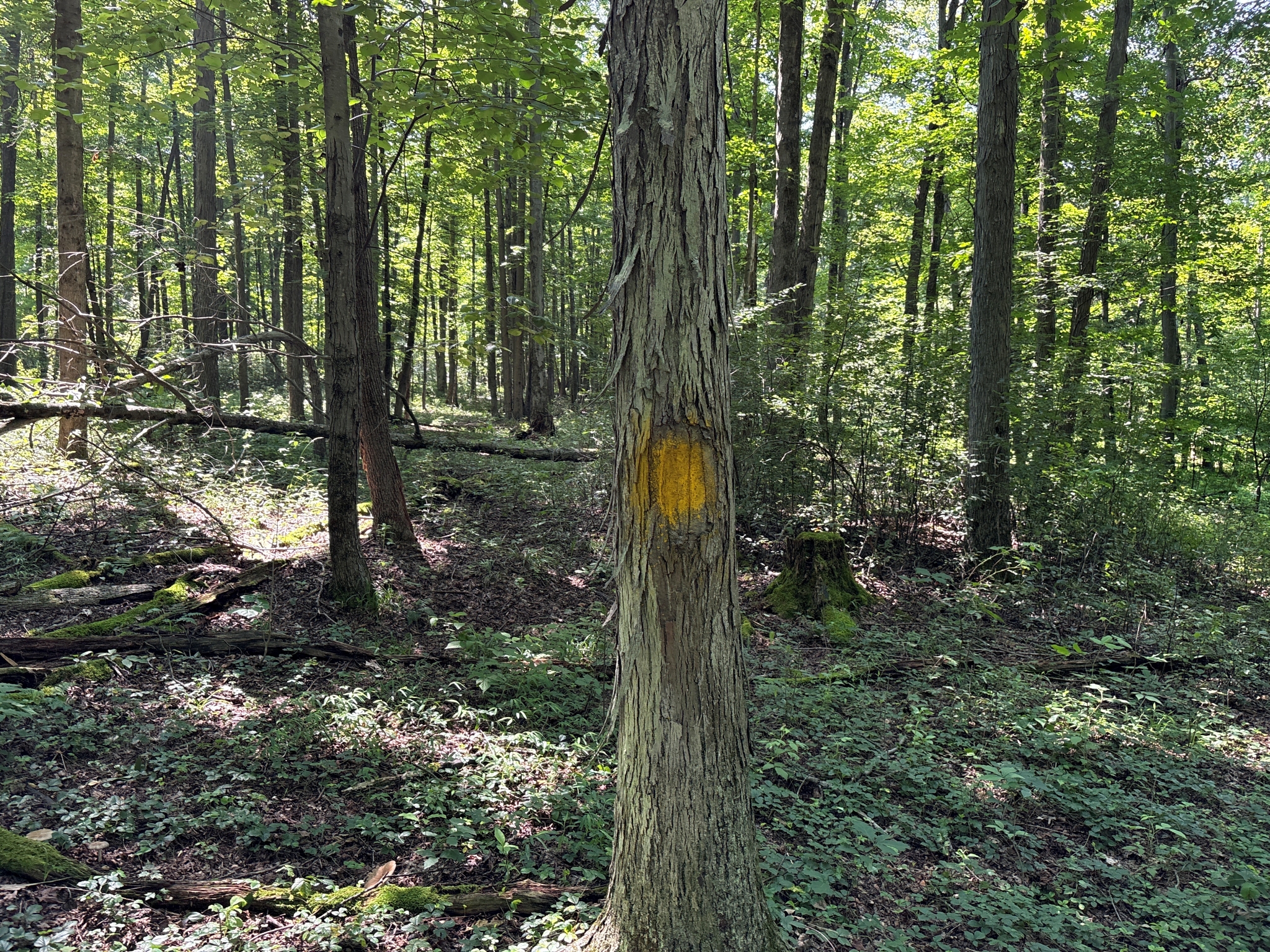 Listing Image 18