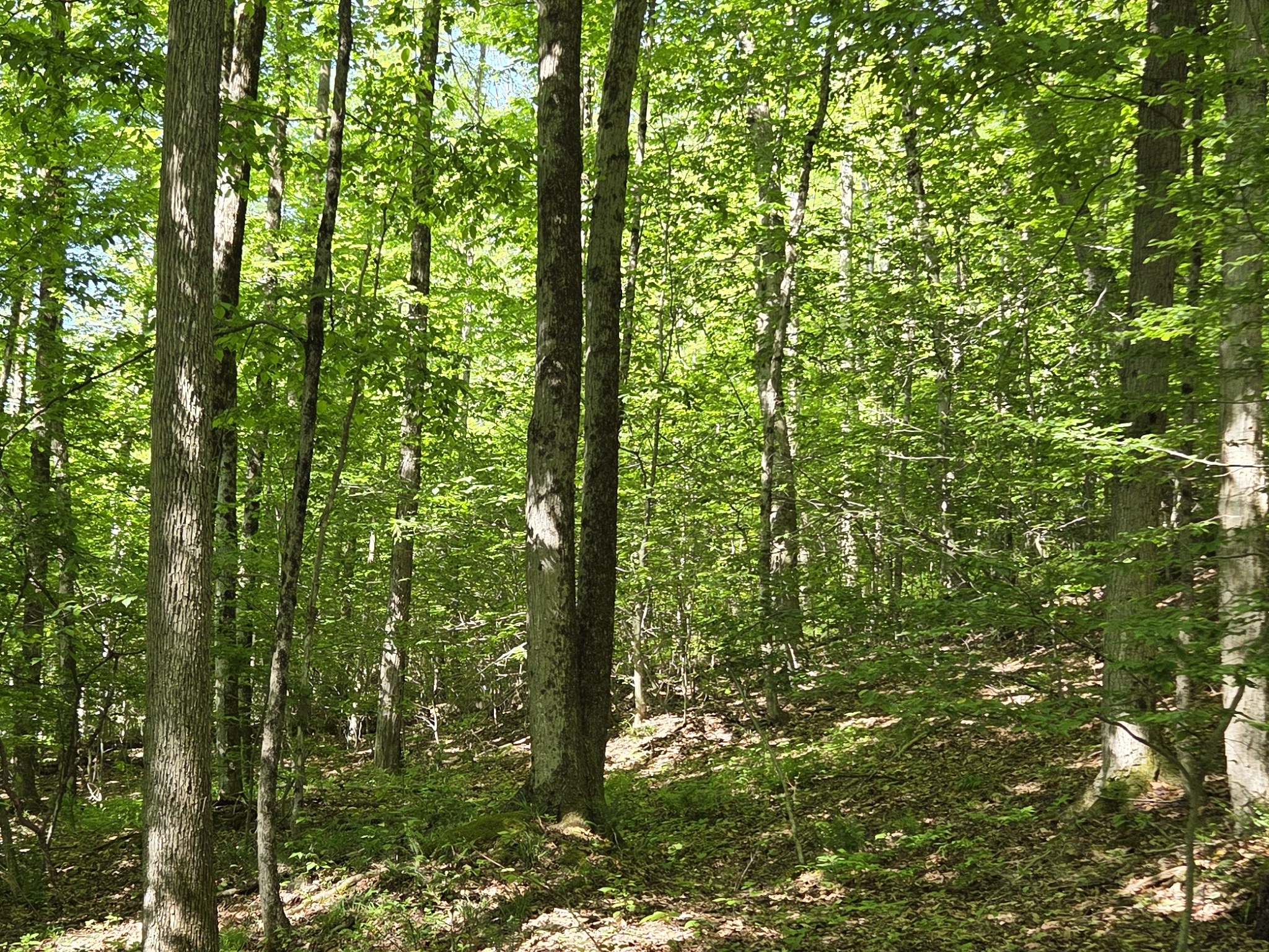 Listing Image 38