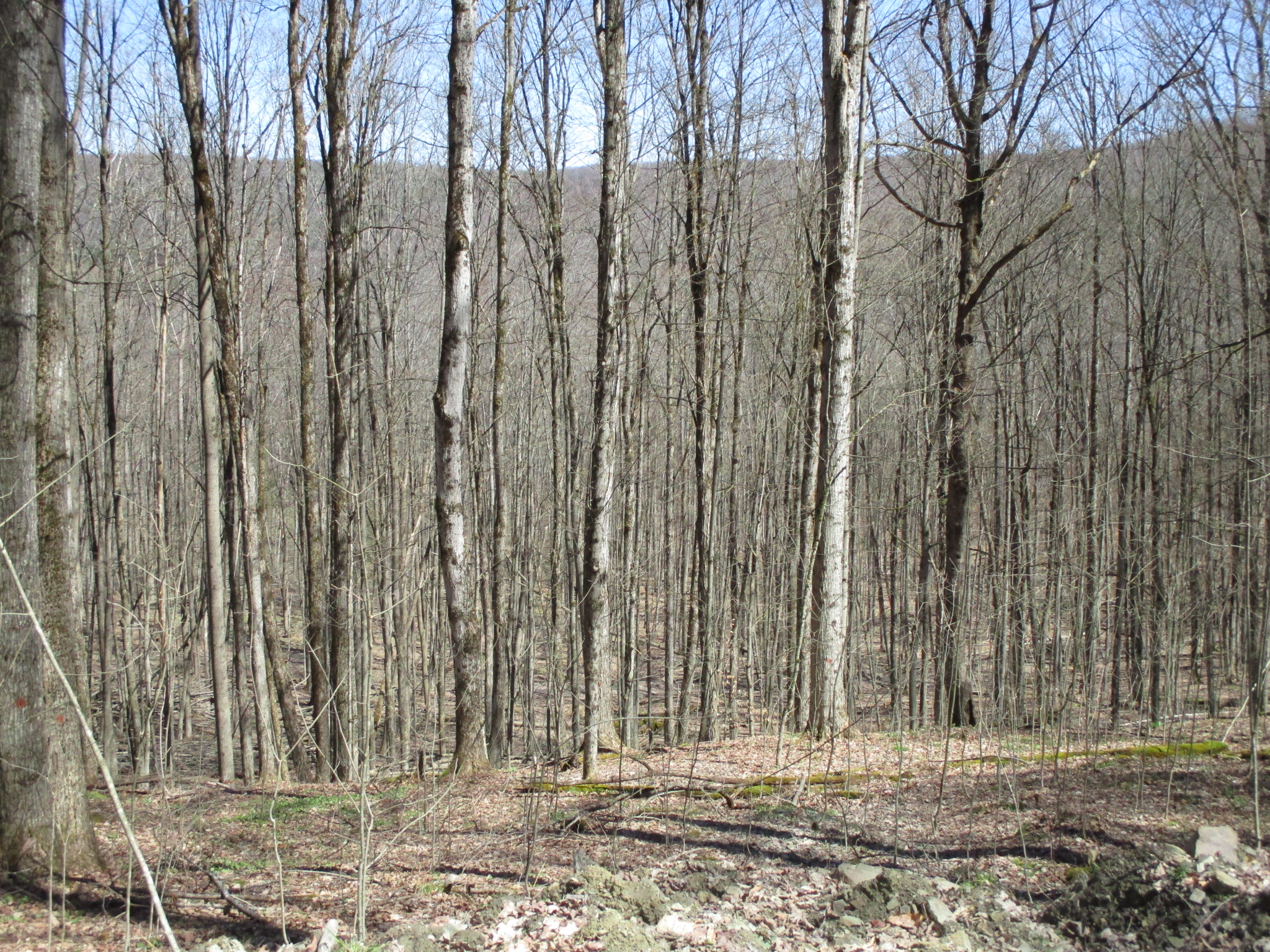 Peaceful Valley