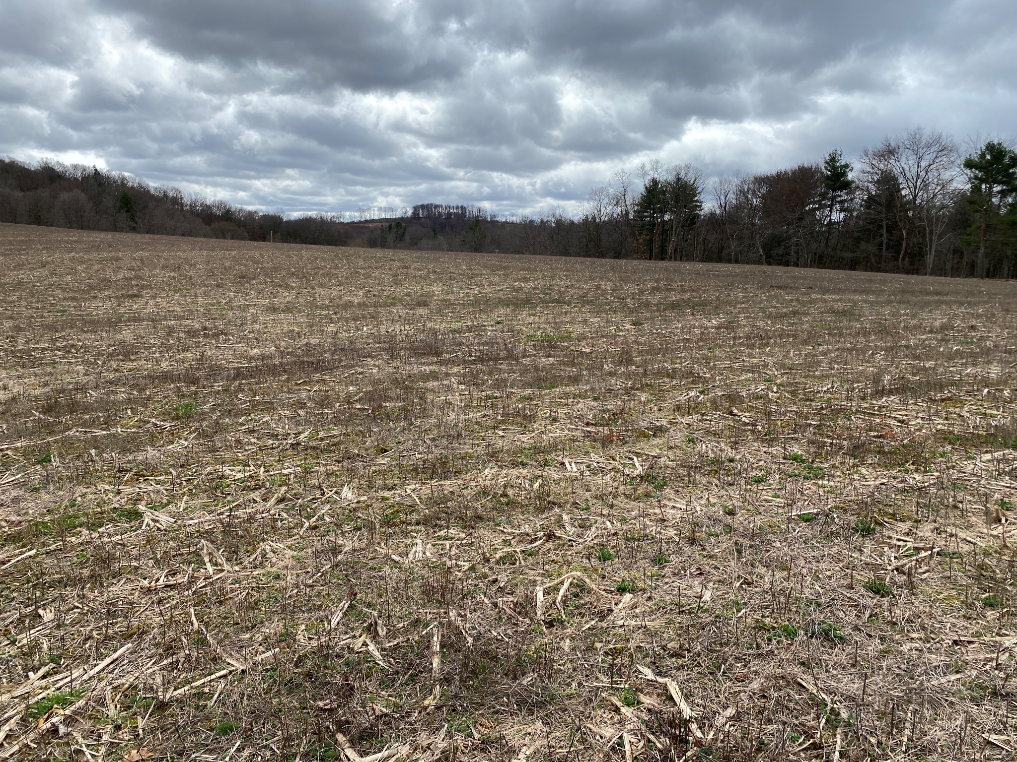 Mark's Meadow