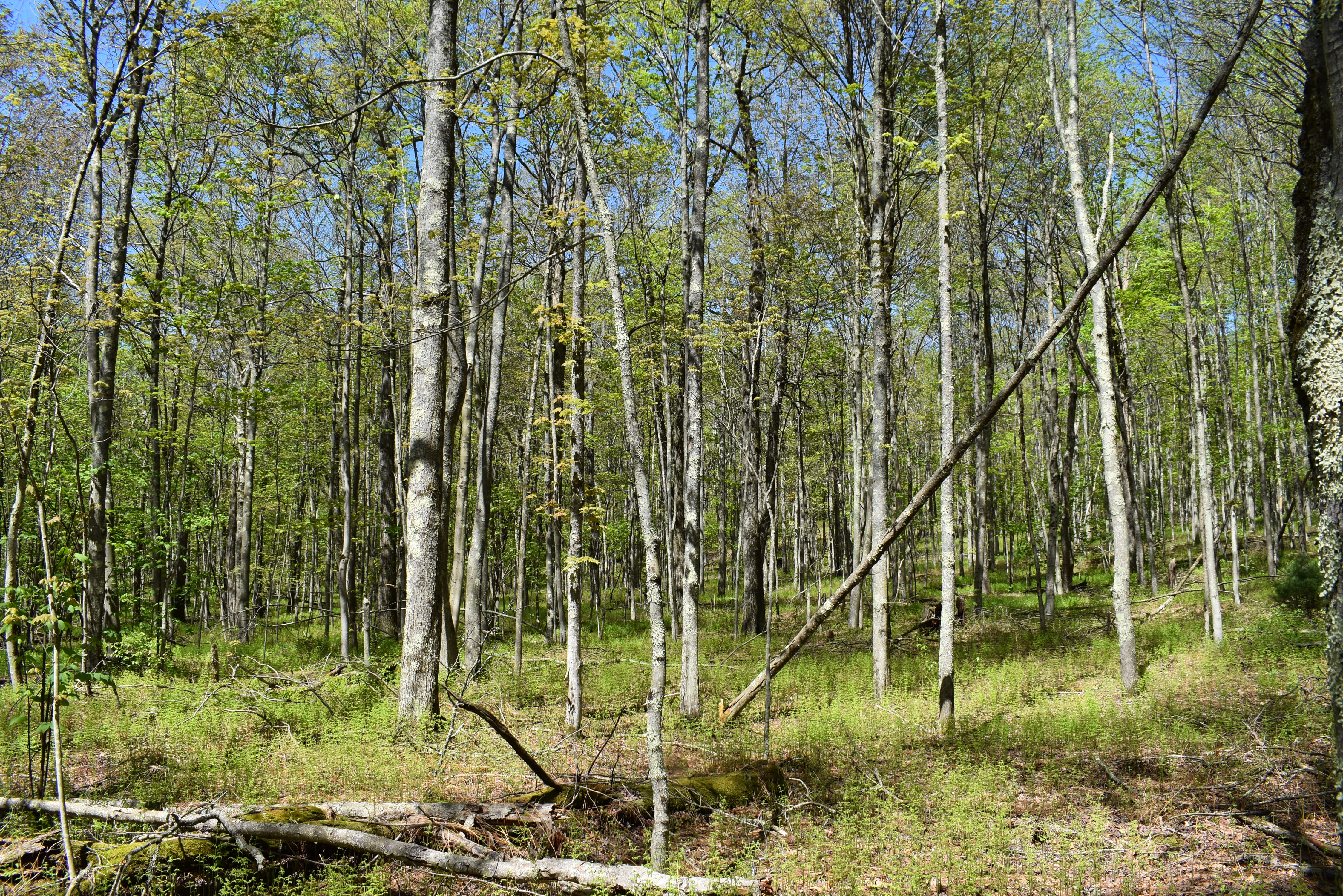 Grugan Hollow