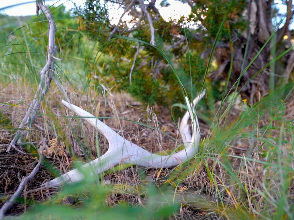 Maybell Grazing & Big Game Ranch