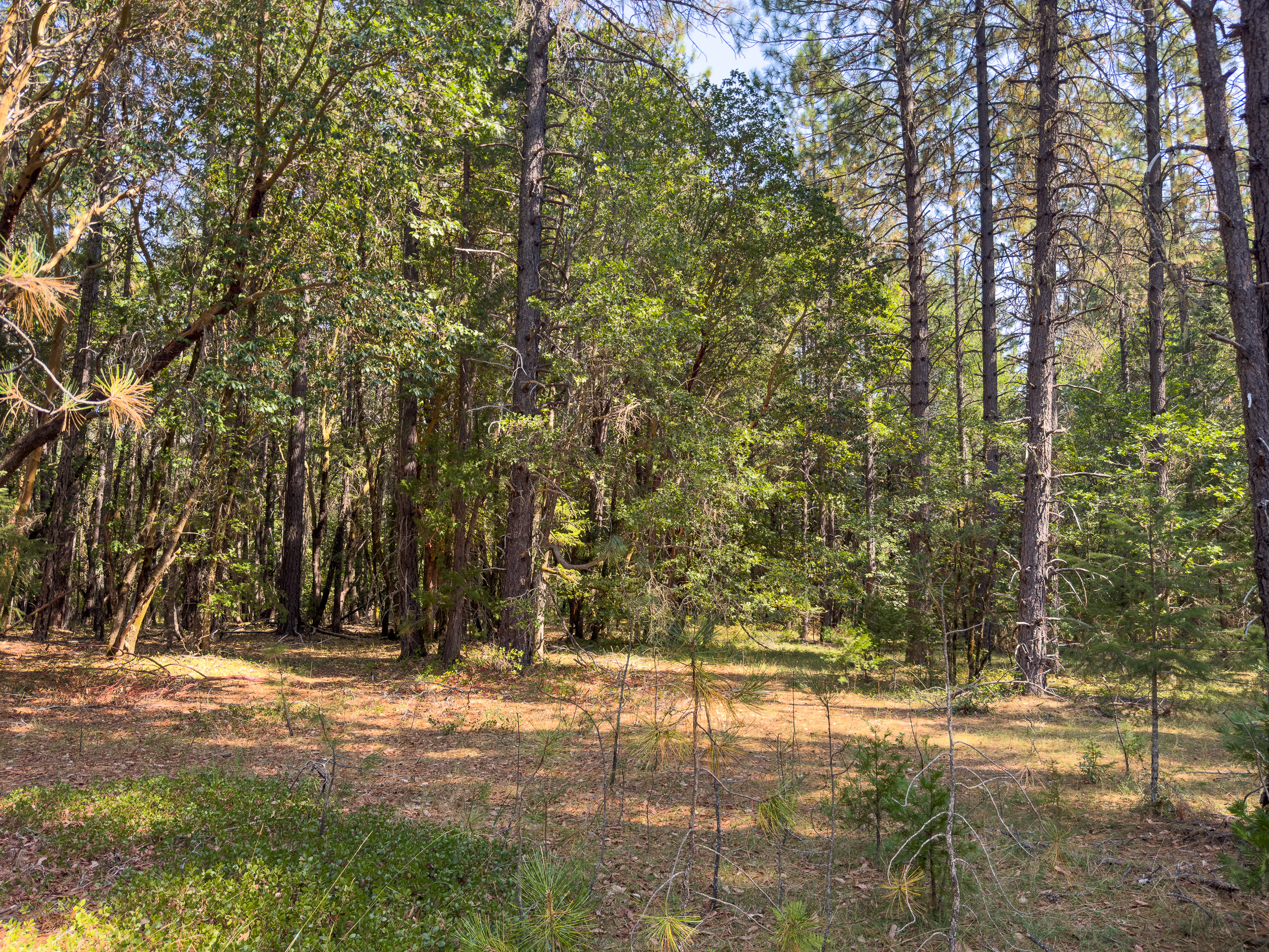 Pleasant Creek Road TL301