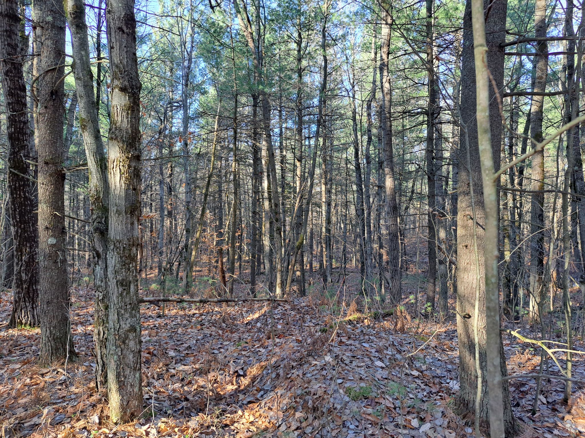 Listing Image 81