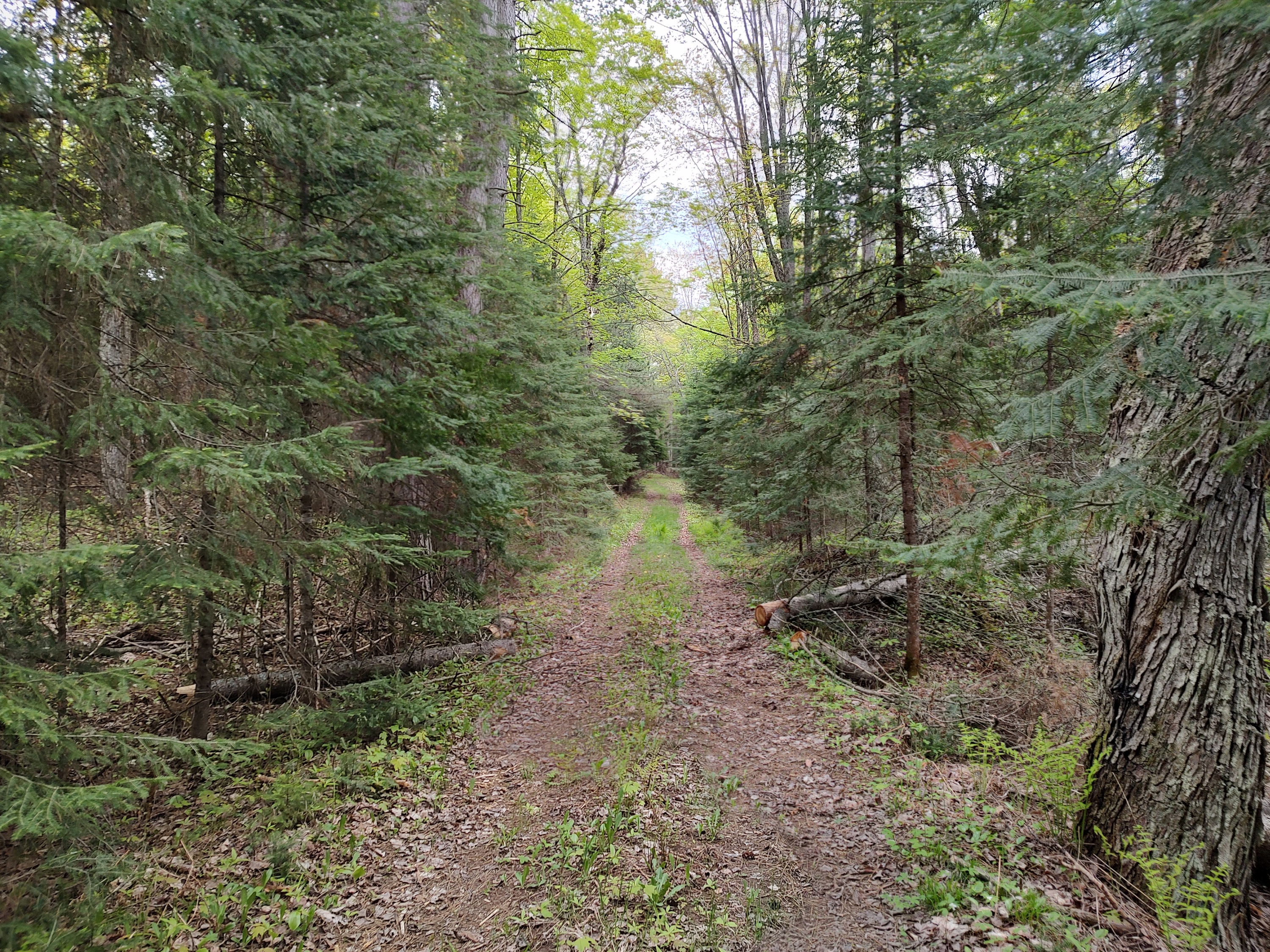 U.P. Robinson Lake Parcel 50167828
