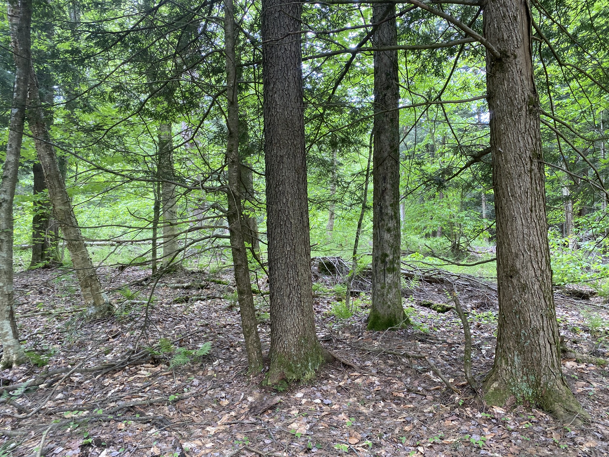 Little Salmon River Country