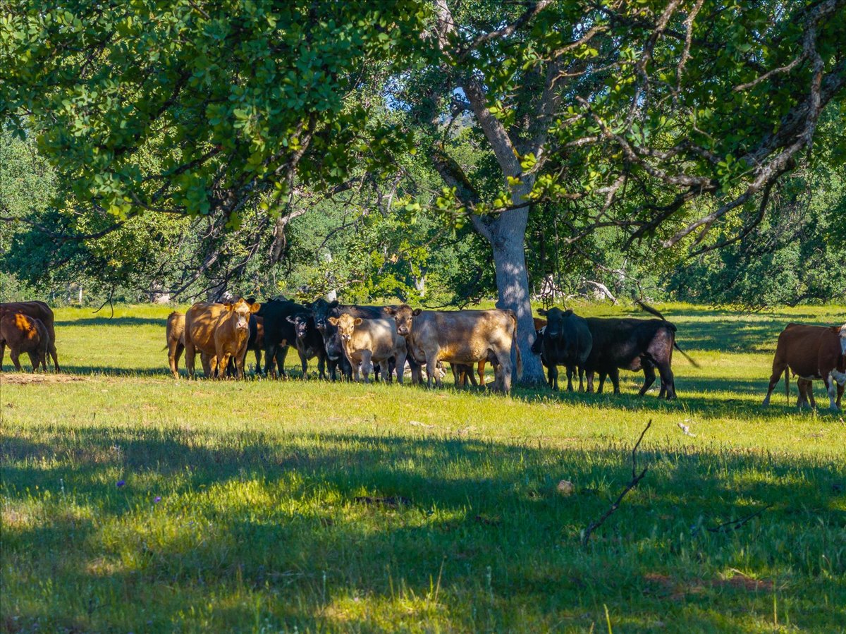 Davis Ranch Road