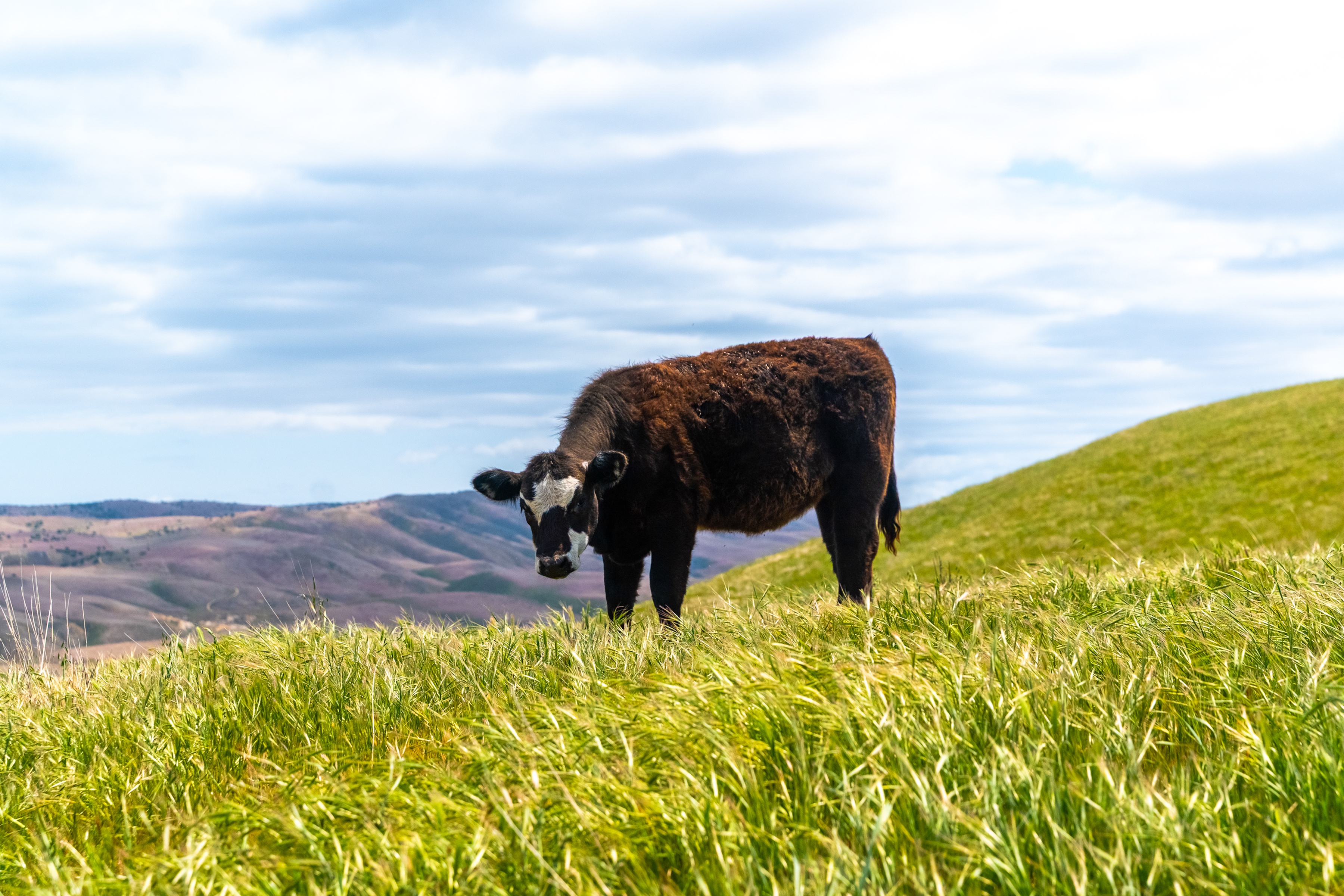 Pritchard Sumner Ranch