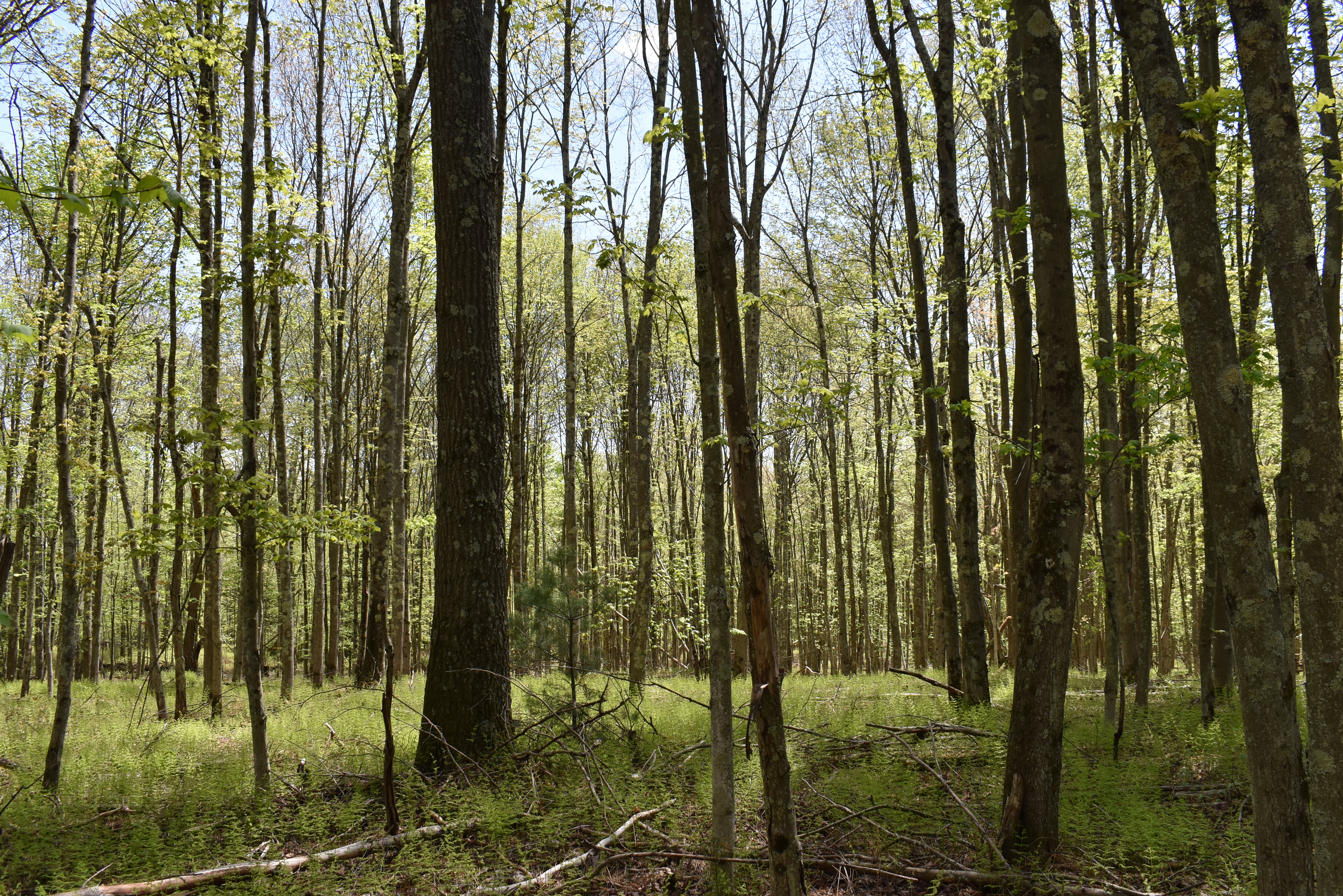 Grugan Hollow