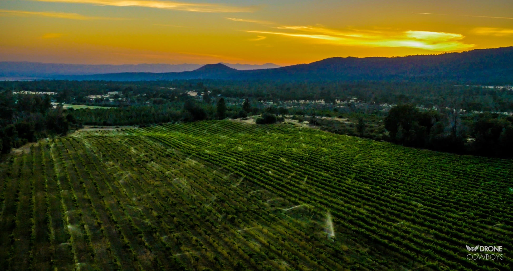 Alger Vineyards and More