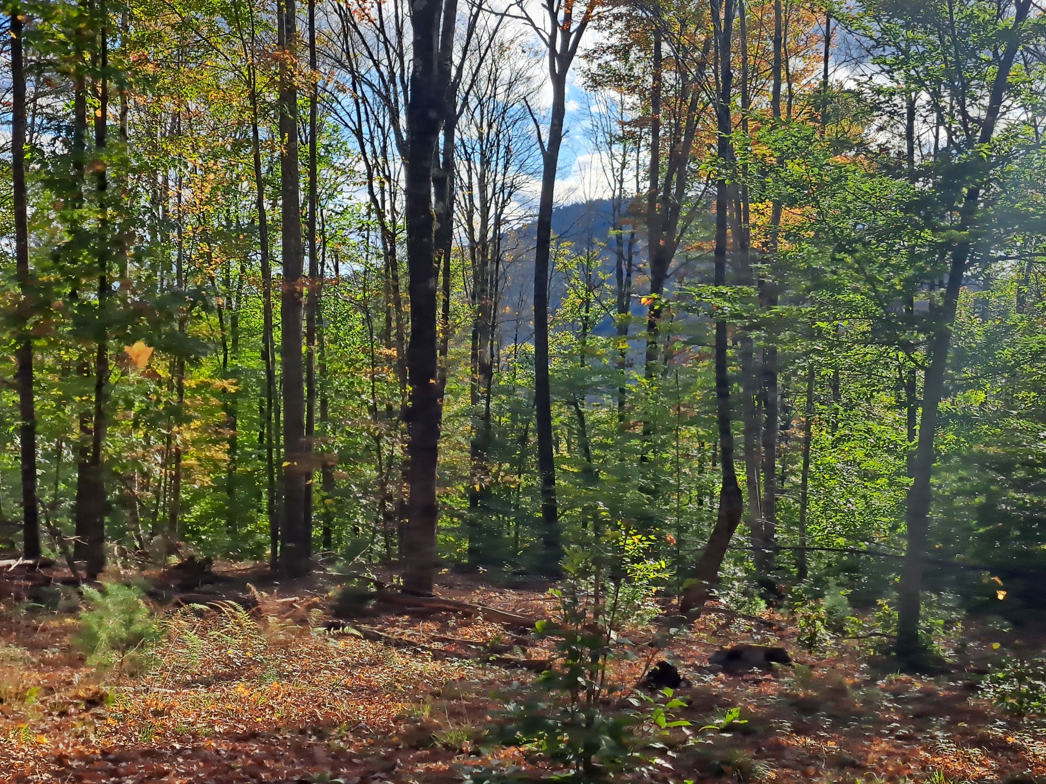 Hudson River Woods & Water