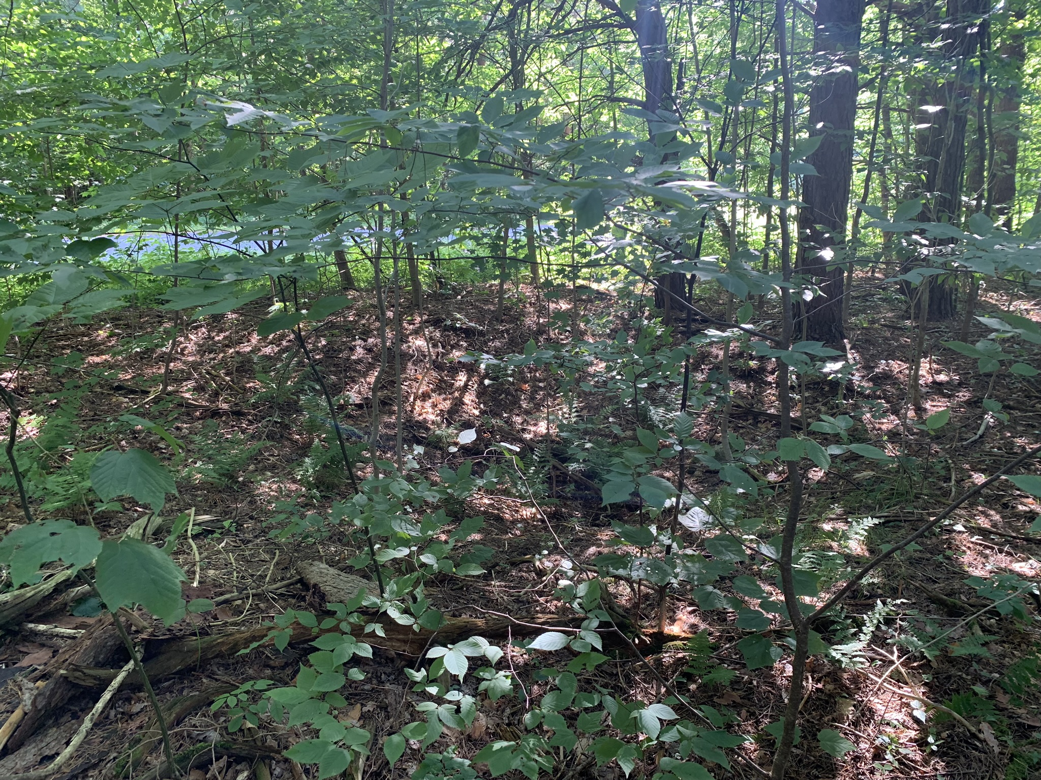 Middle Branch of the Oswegatchie