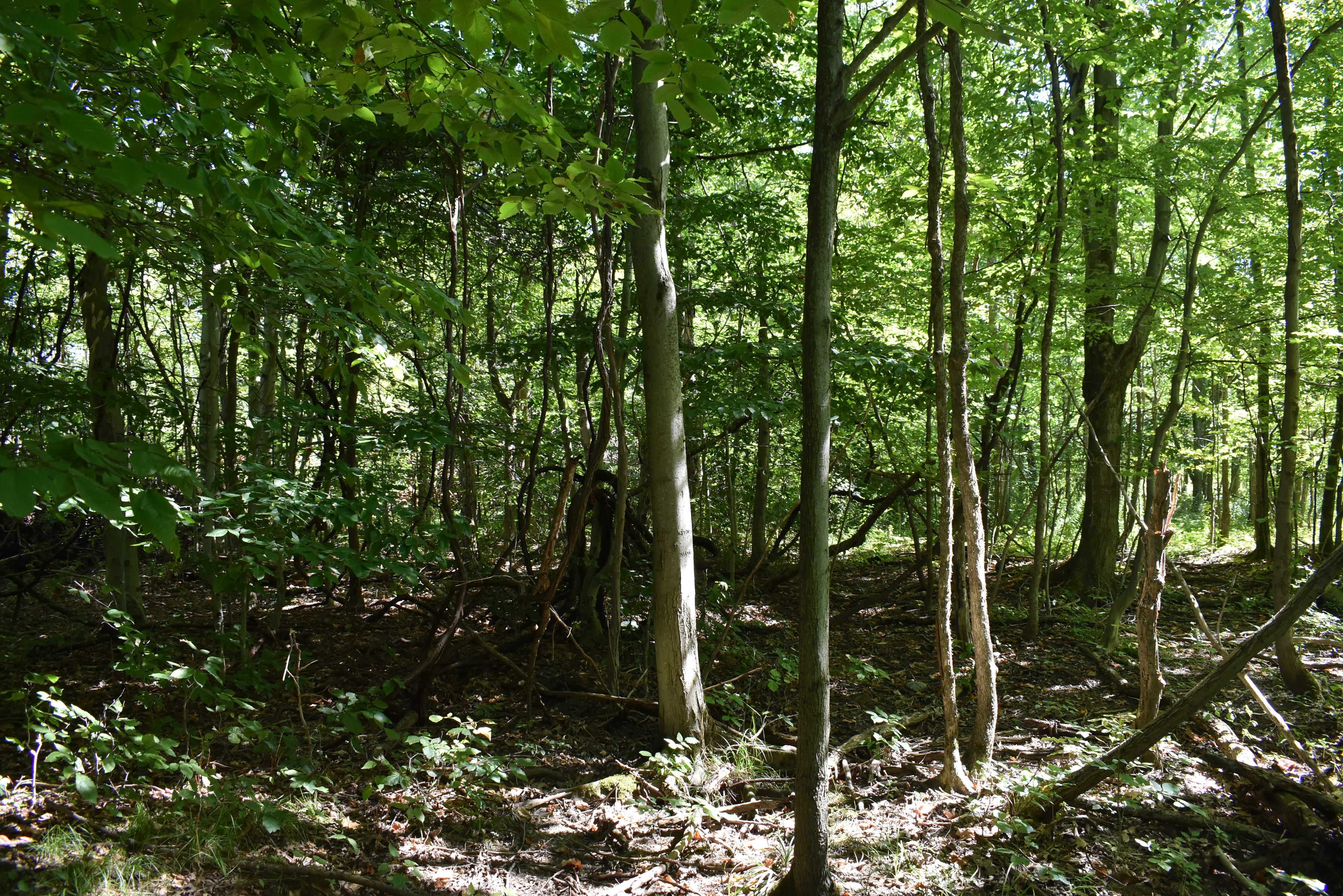 Hunter's Hidden Treasure