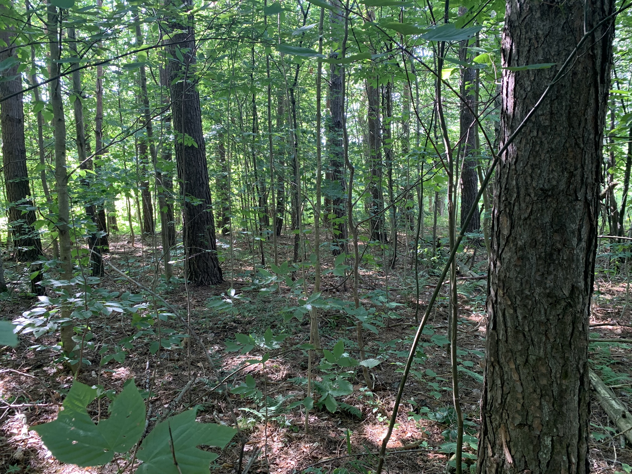 Middle Branch of the Oswegatchie