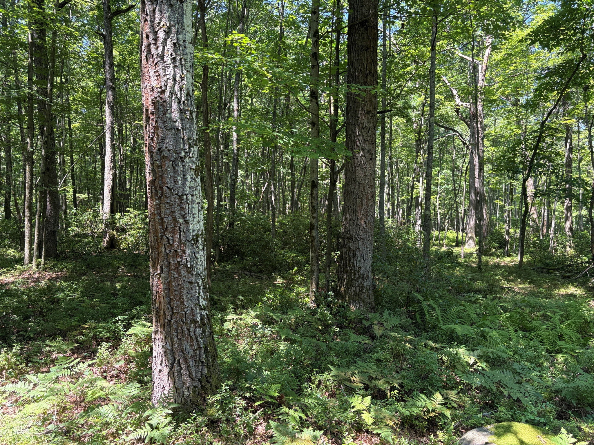 Listing Image 53