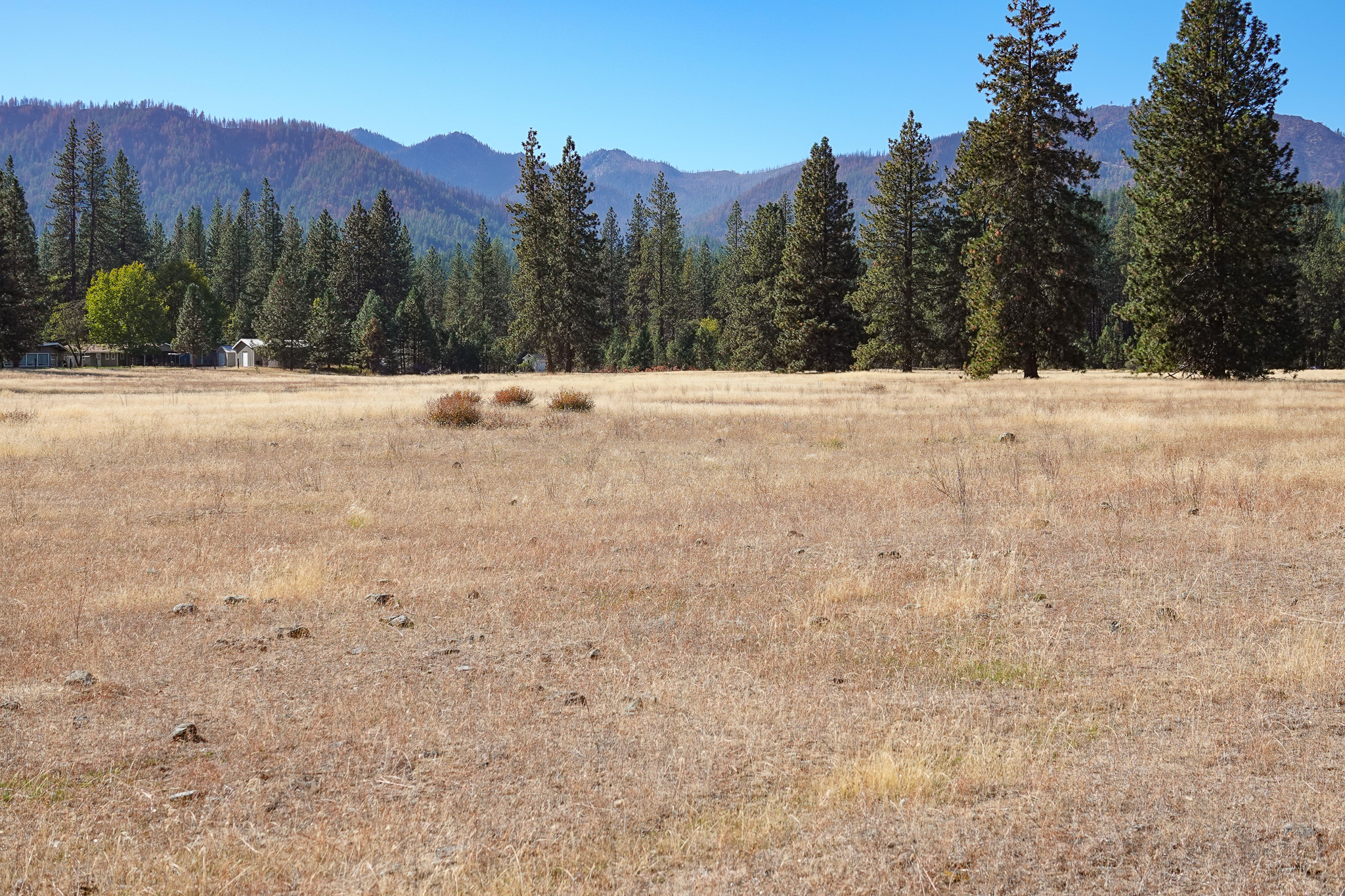 Mountain View Meadow