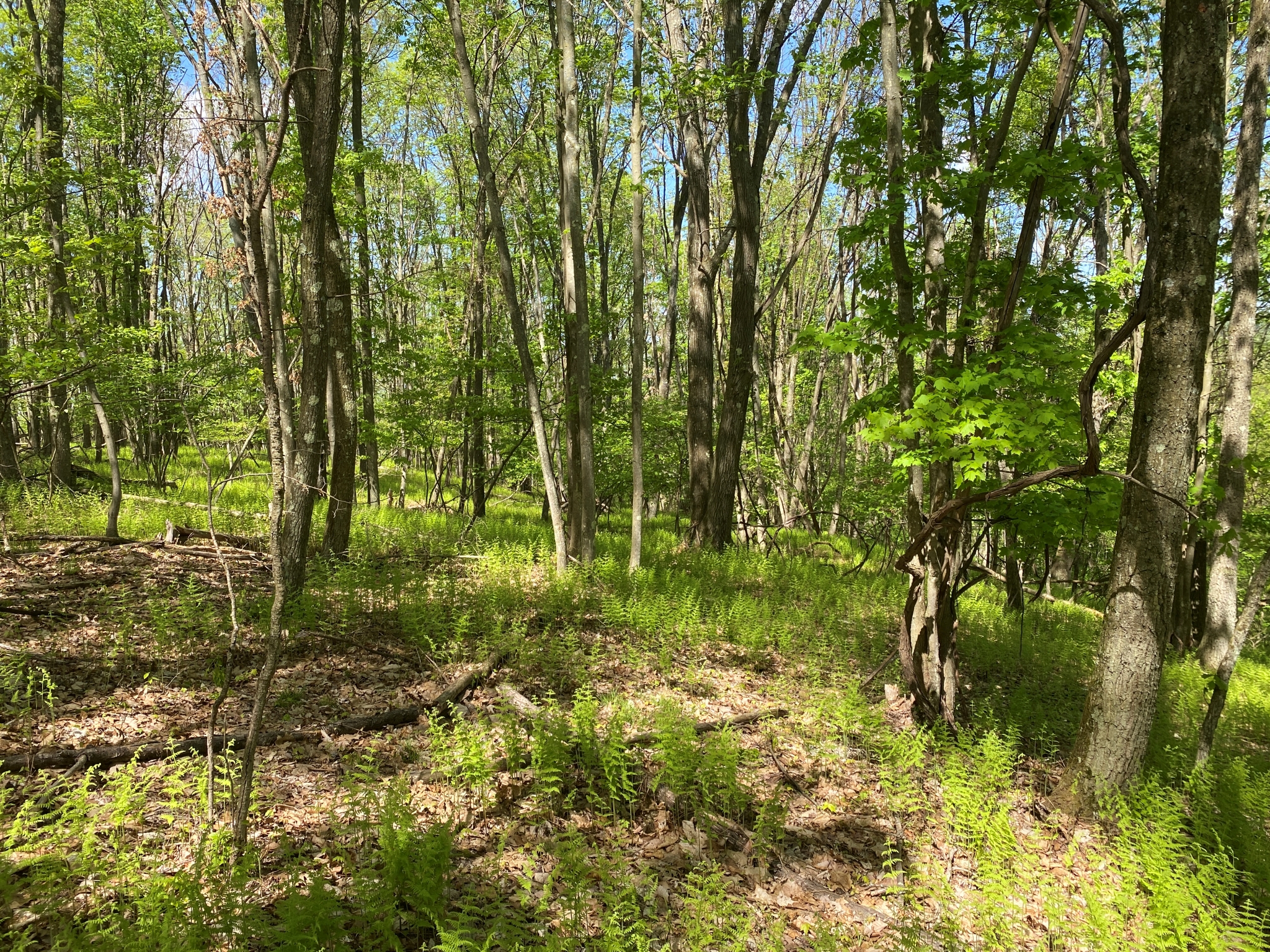 Listing Image 50