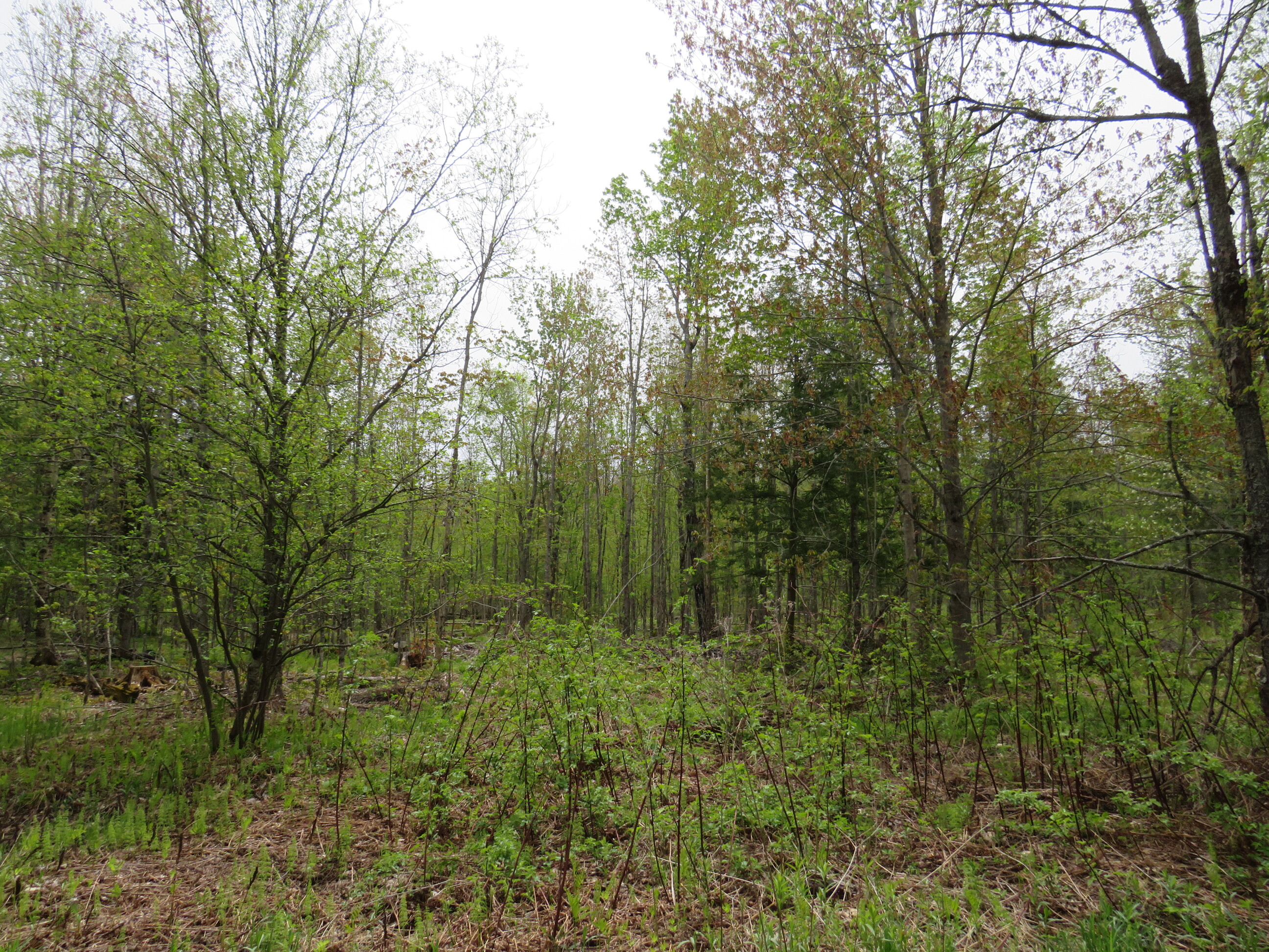 Michigan Recreational Property 50165363