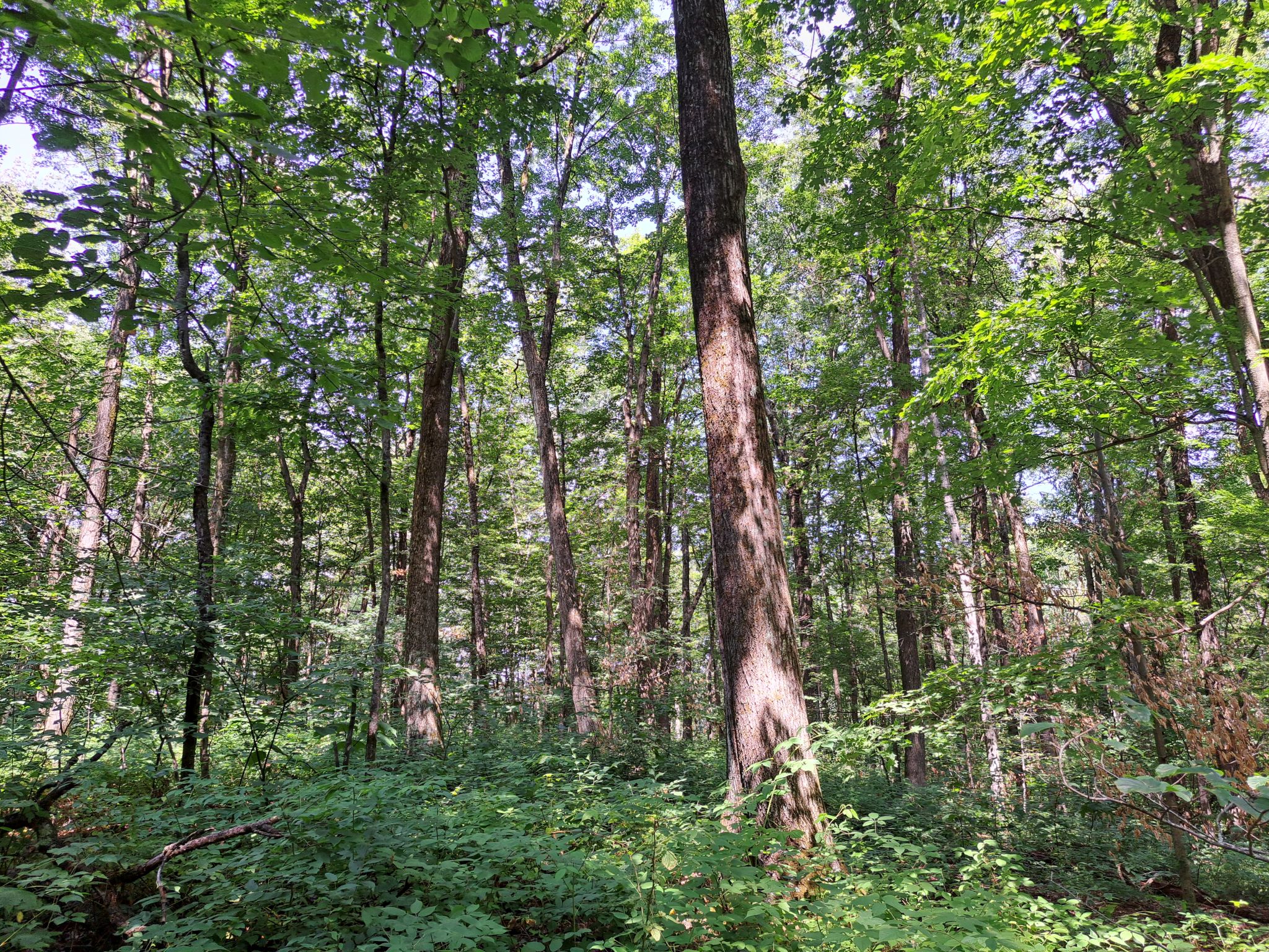 Listing Image 57