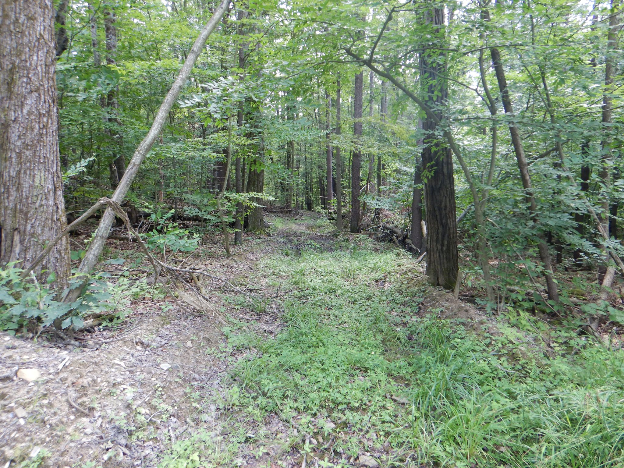 Chaffee Creek