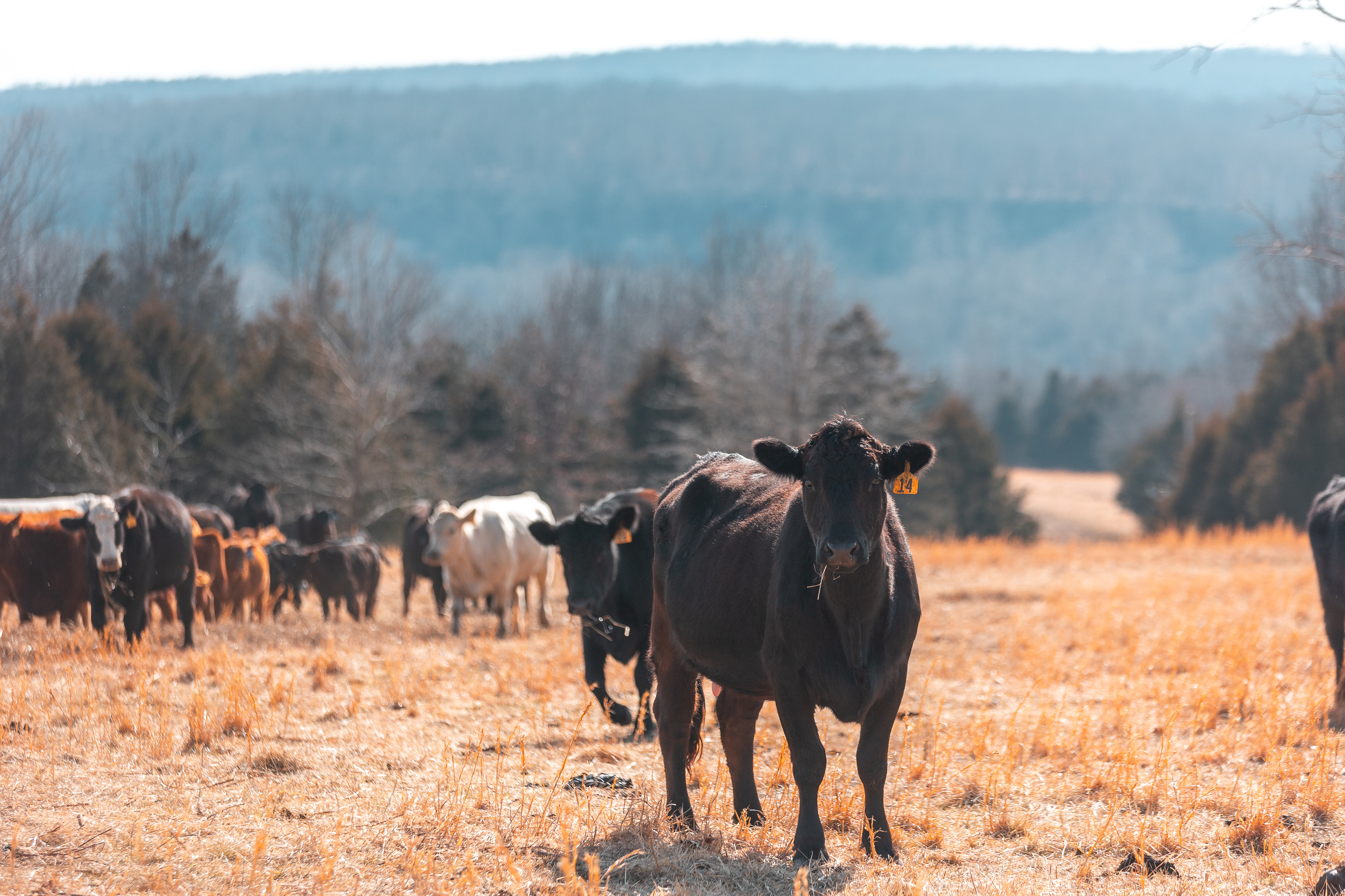 Gasconade Angus Ranch