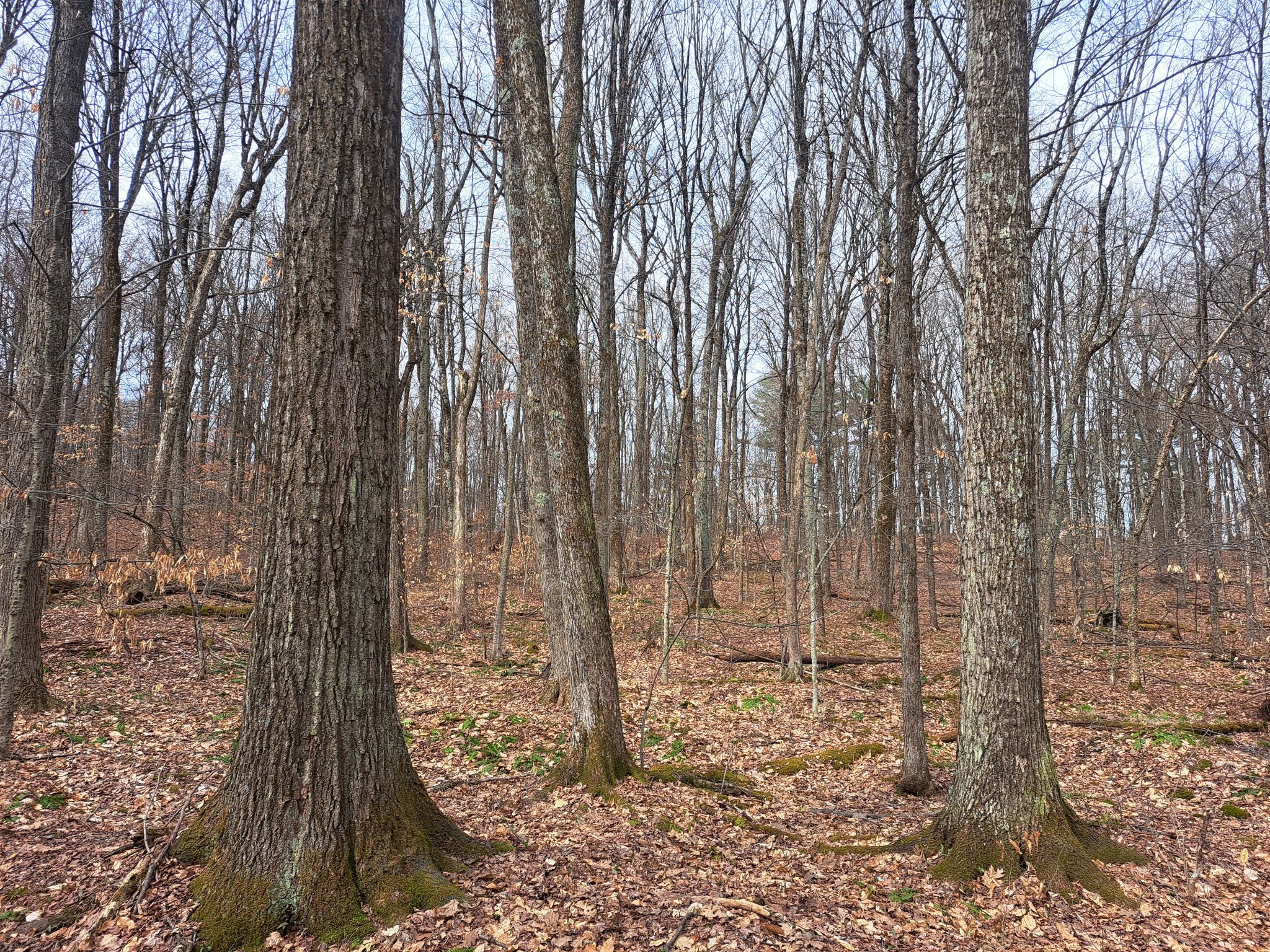 Listing Image 49