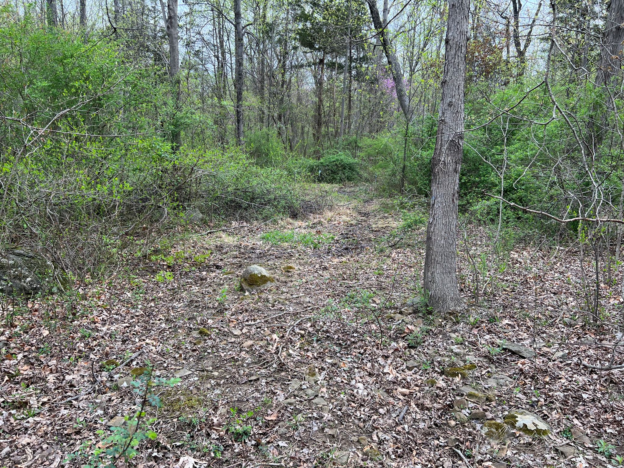 Etown Woodlands
