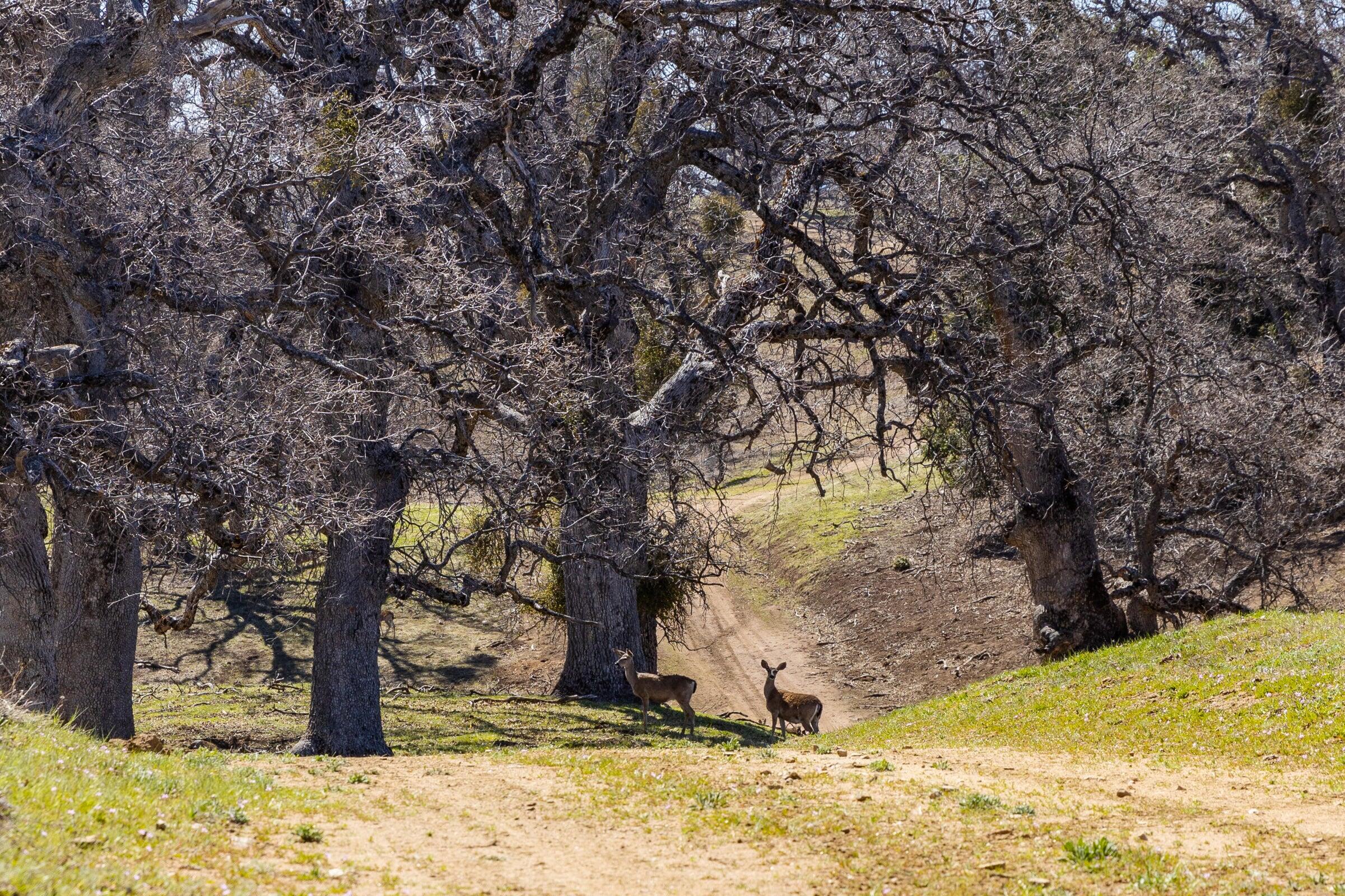 Palo Escrito Ranch