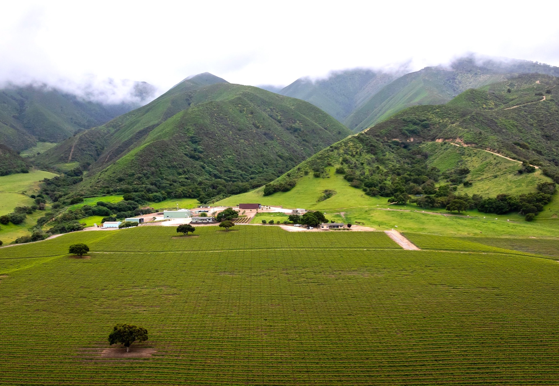Boekenoogen Santa Lucia Highlands Vineyard