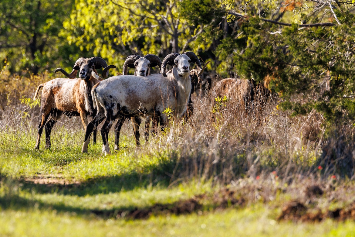 LAKEFRONT LEGACY RANCH