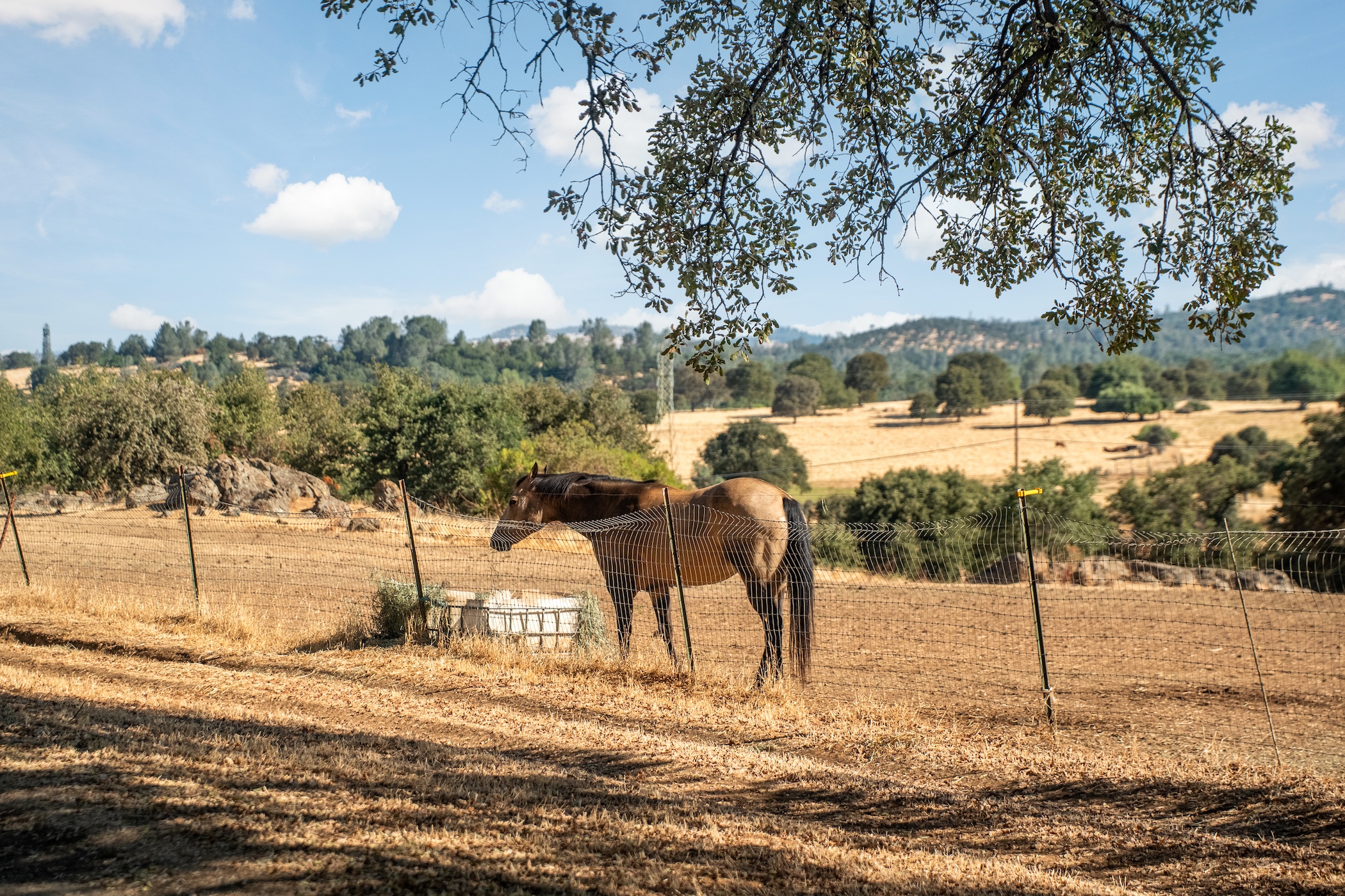 Blue Fountain Farm
