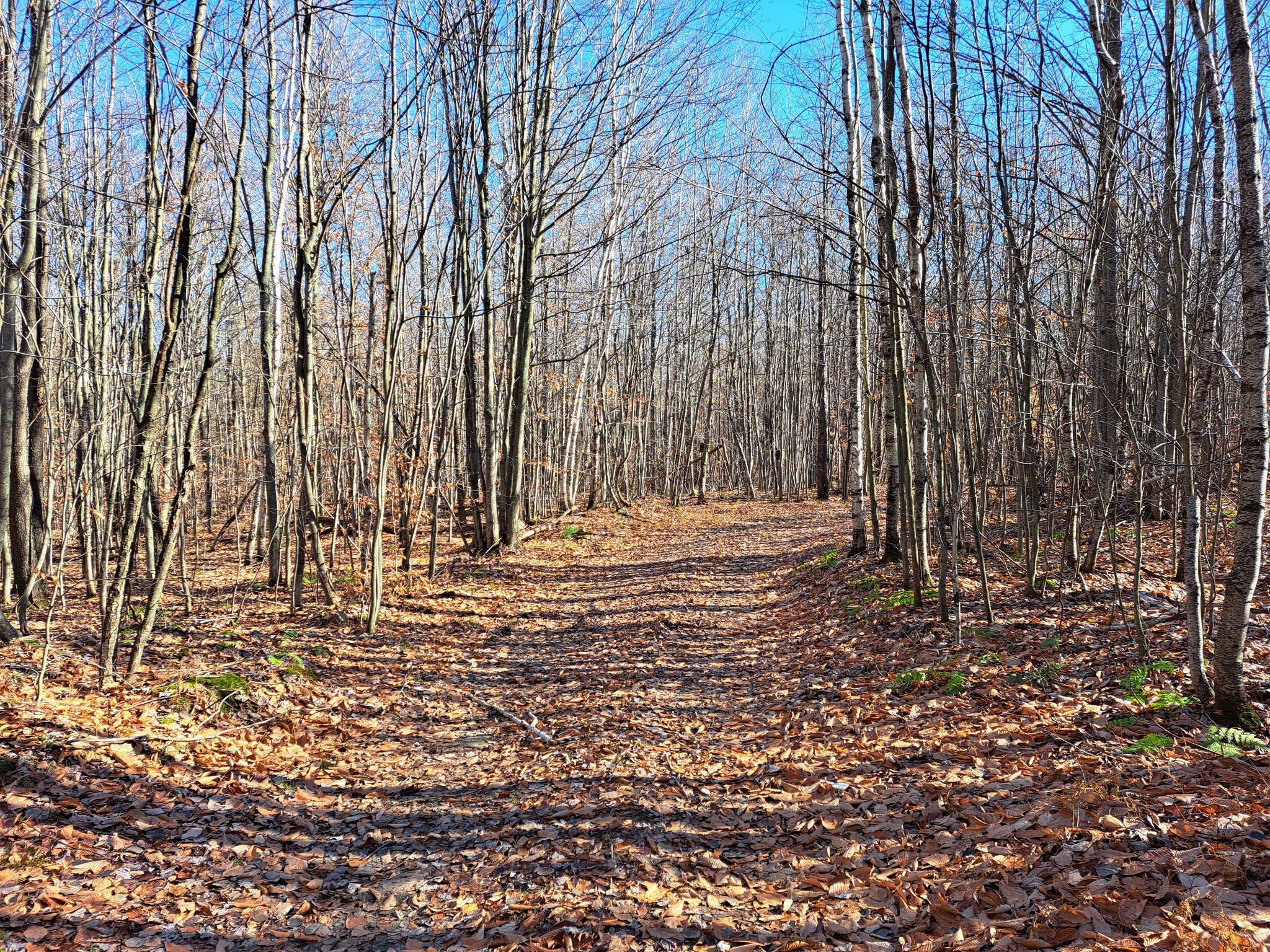 Listing Image 65