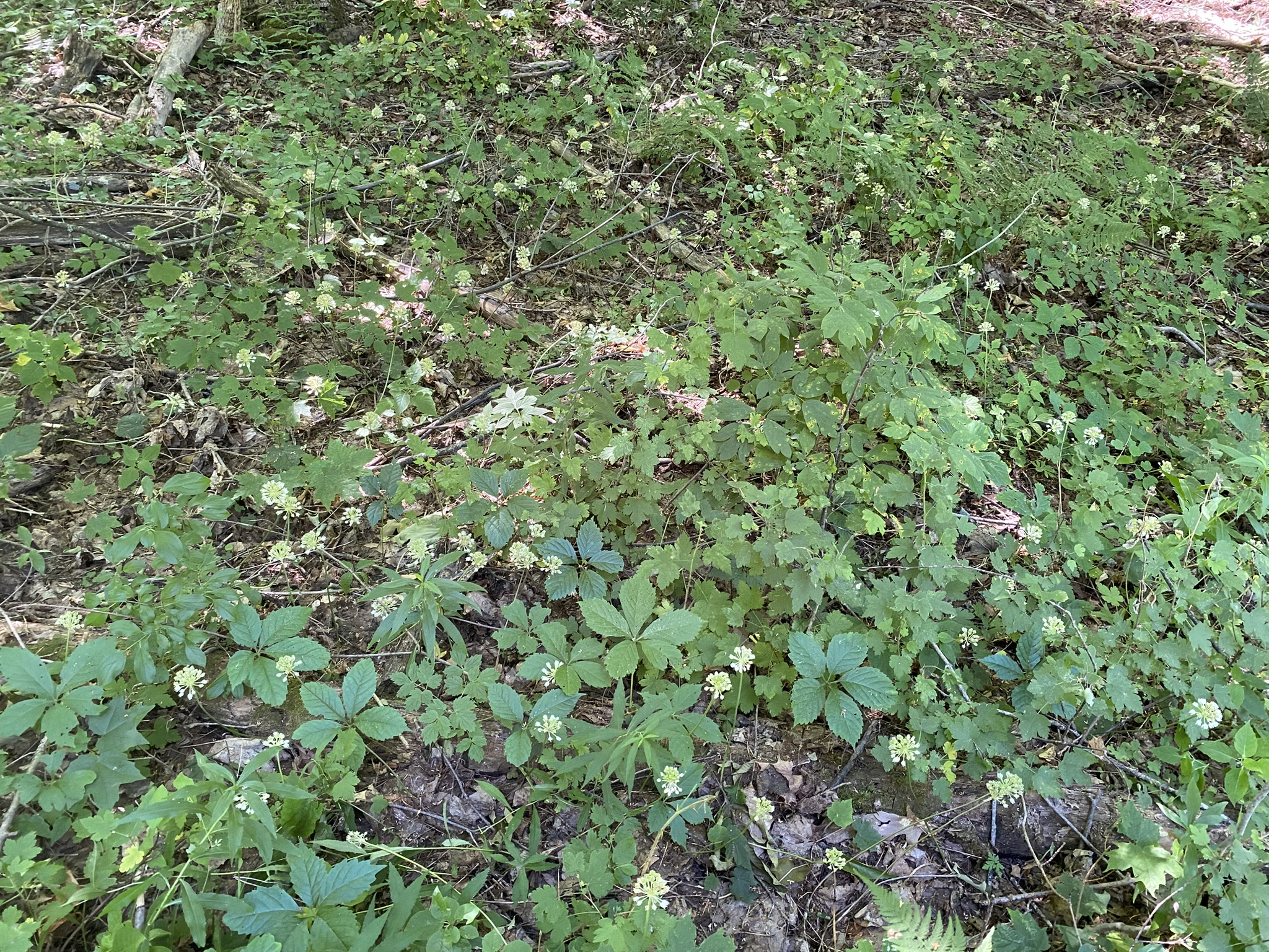 Listing Image 63