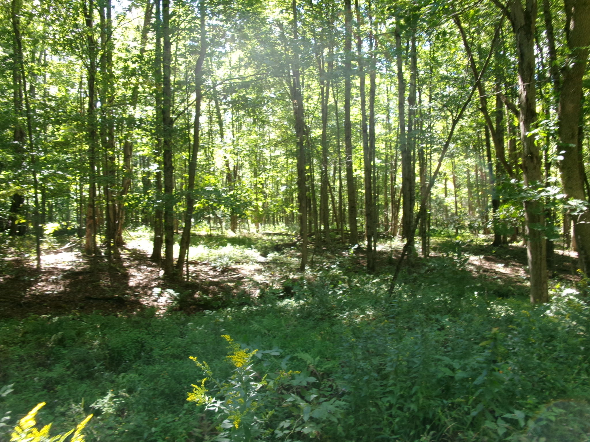 Listing Image 53