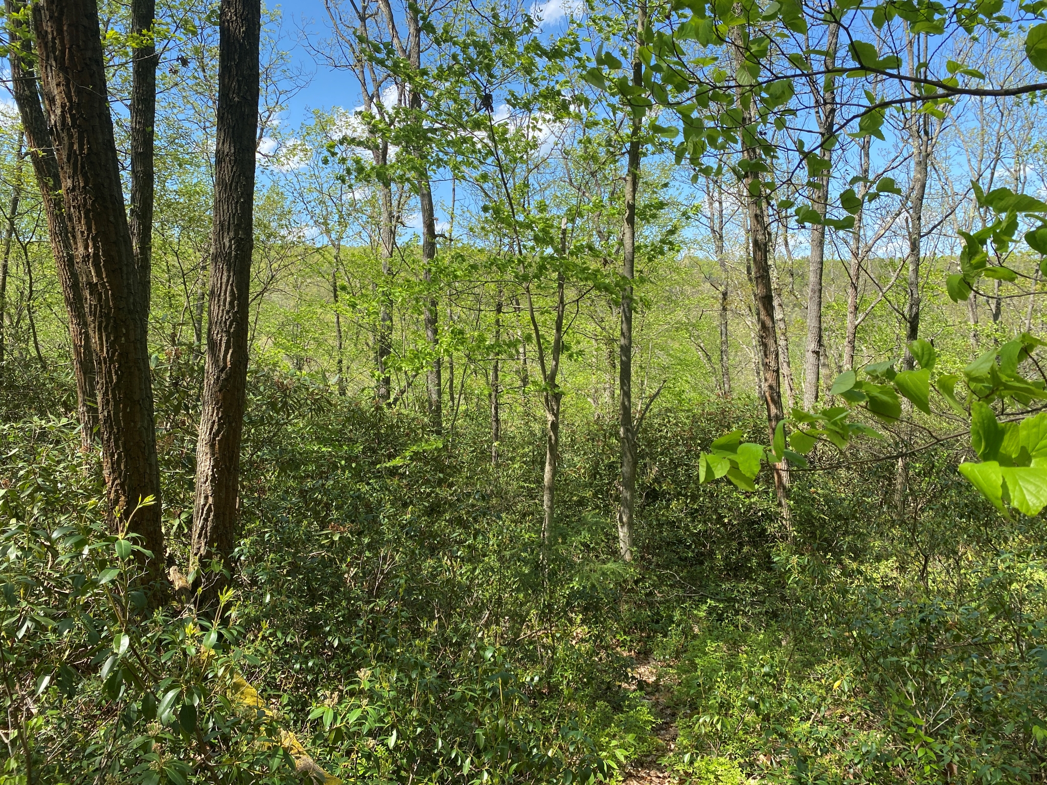 Listing Image 26