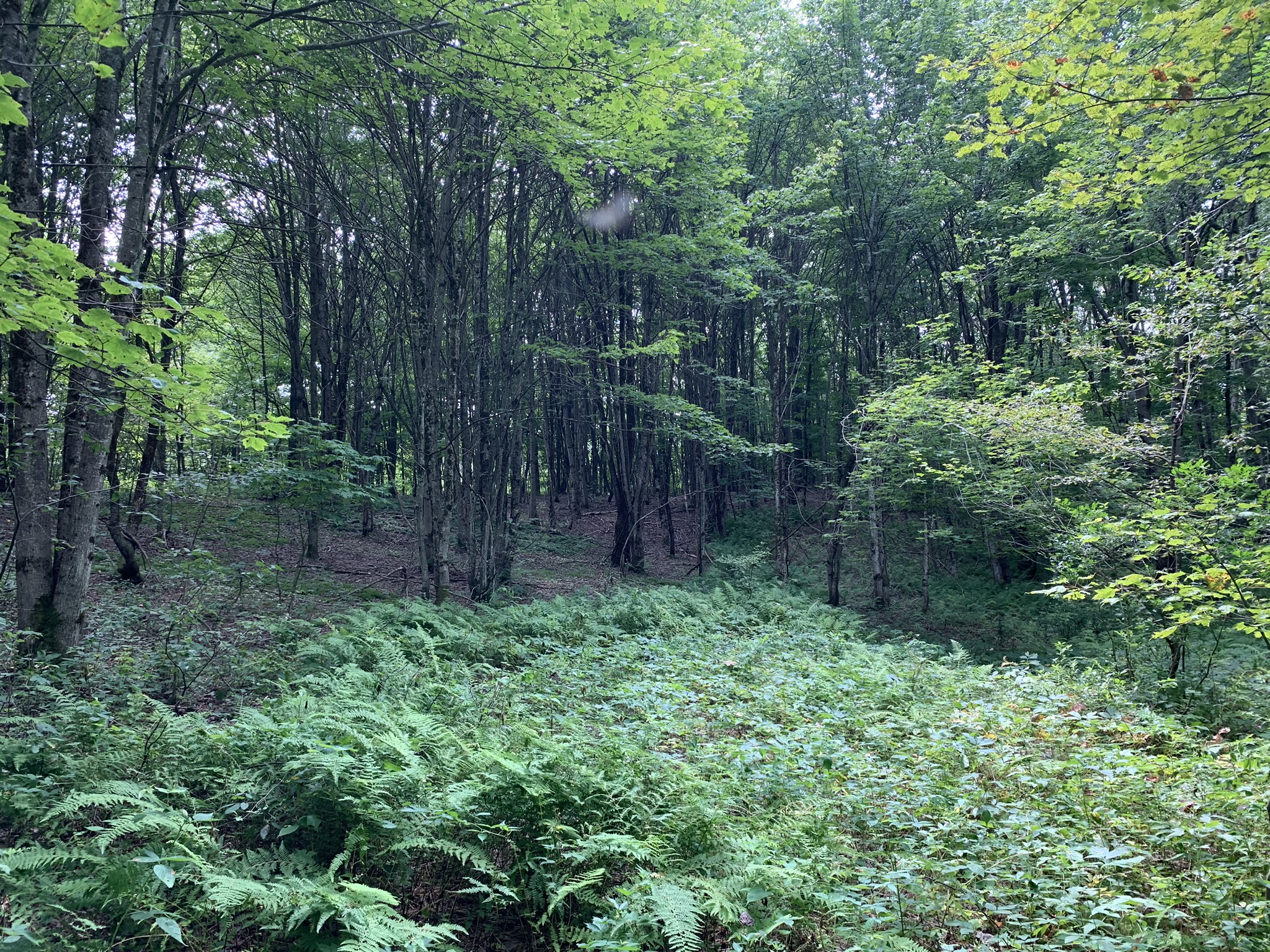 Lyman Brook Forest